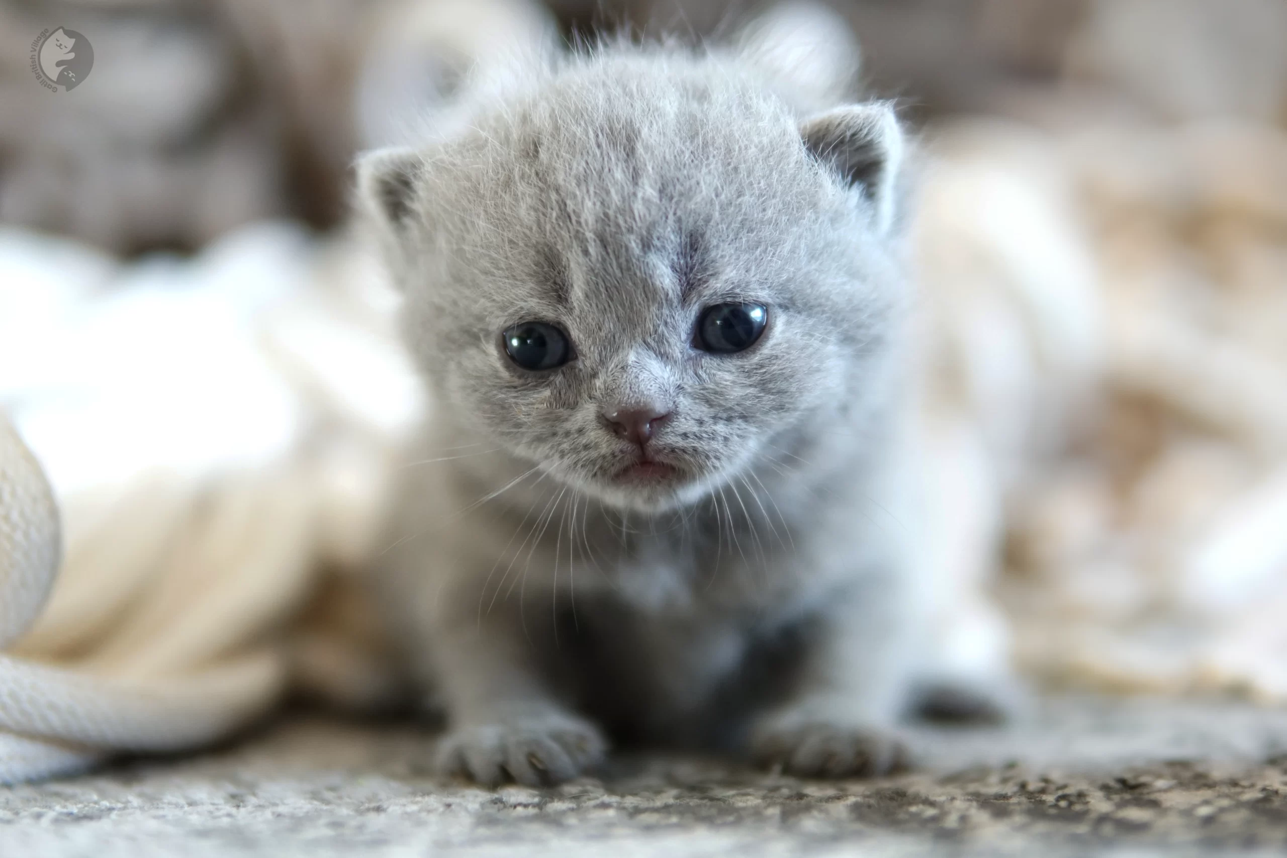 Cachorro British Shorthair azul con las orejas alertas, con bigotes muy visibles