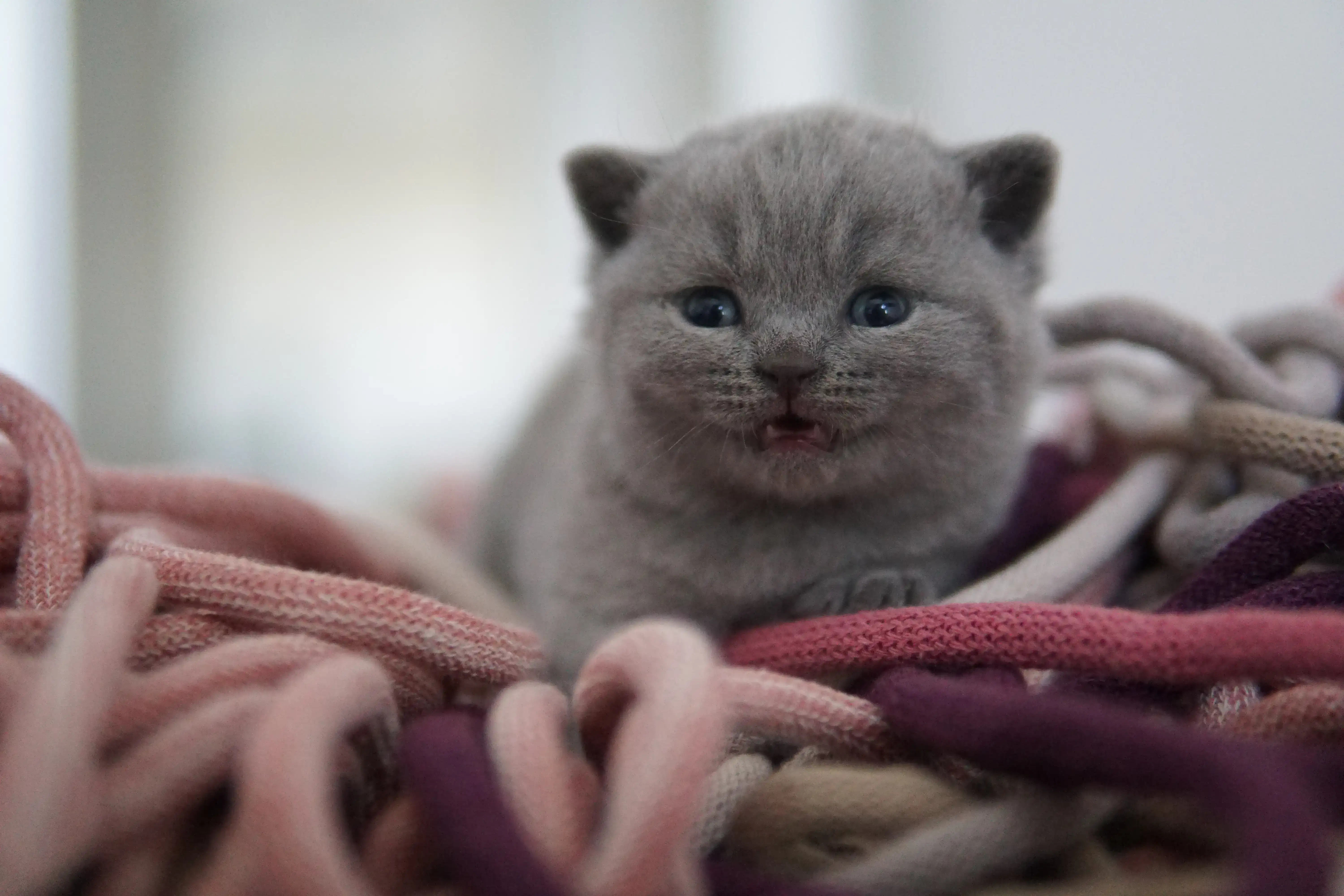 Gatito observando todo con curiosidad