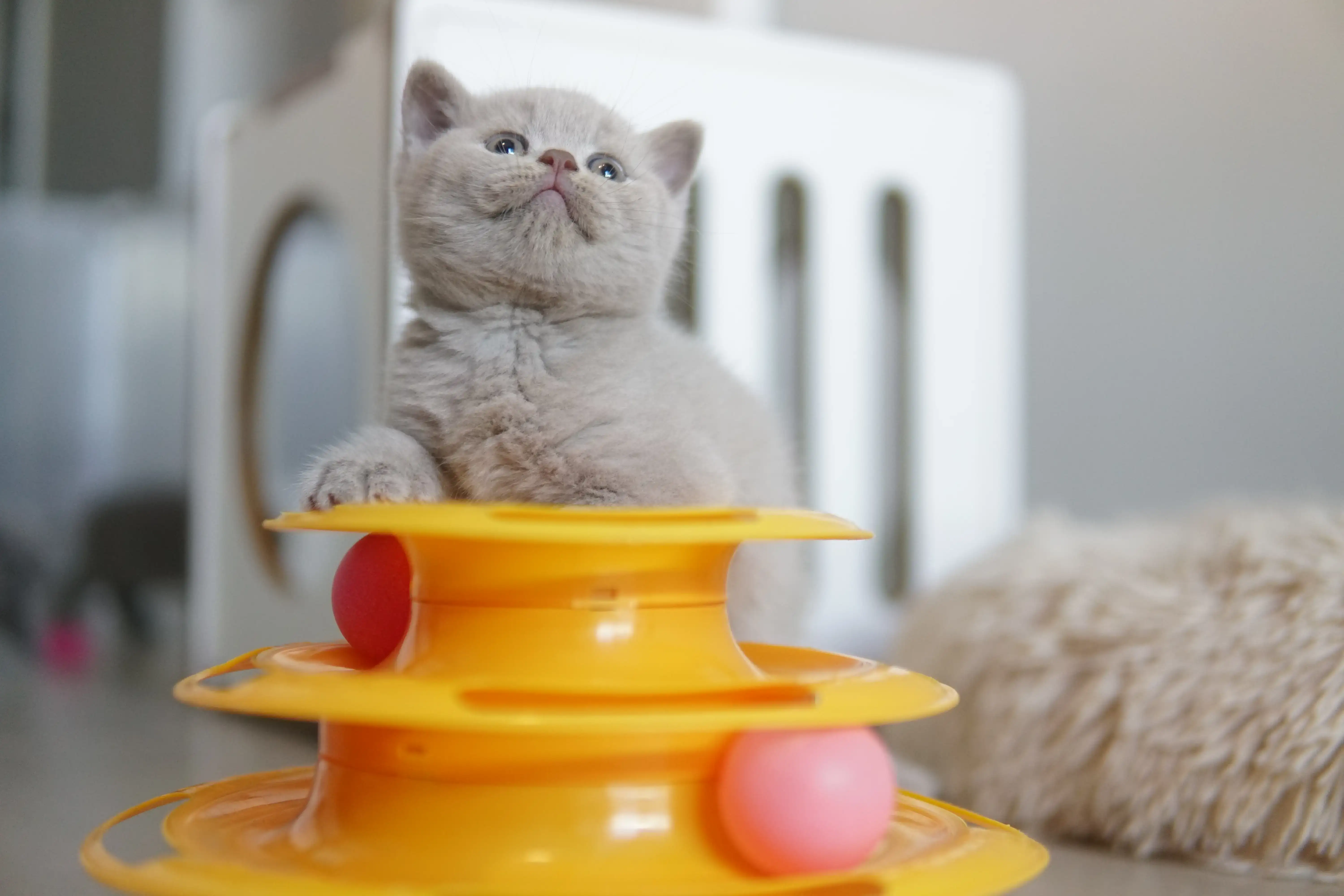 Gatito fascinado con el juguete naranja