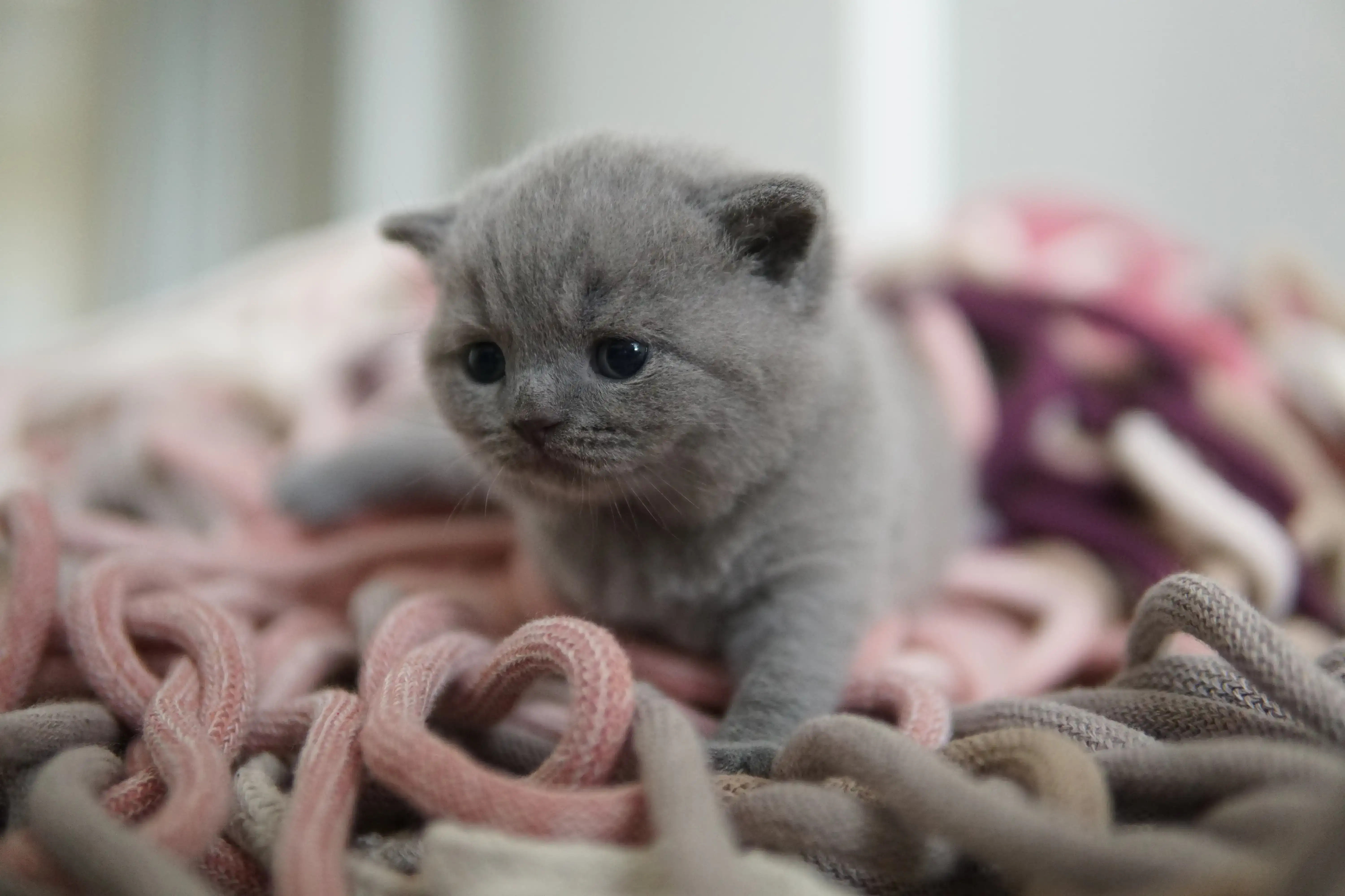 Gatito echando una siesta después de jugar