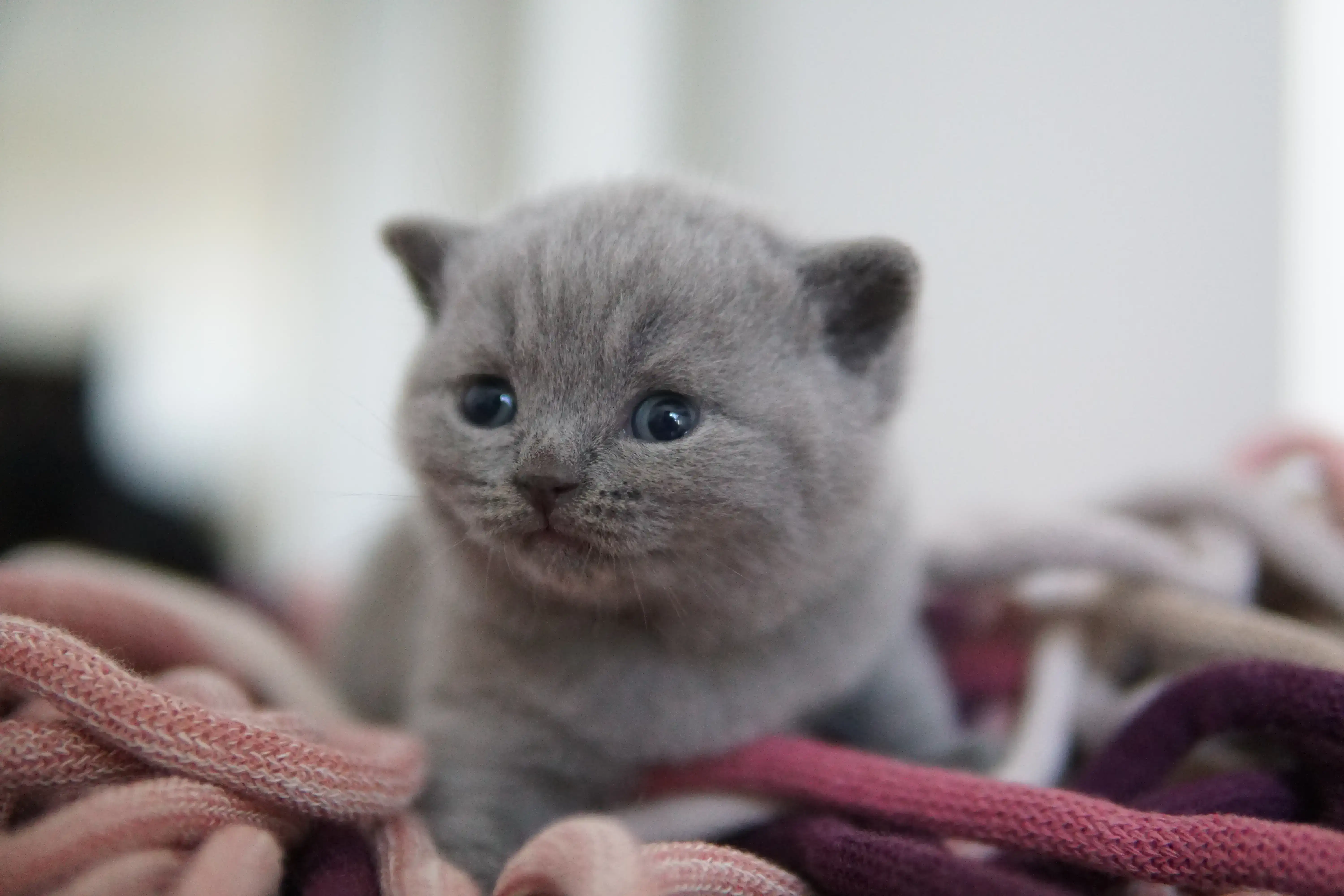 Gatito mostrando toda su ternura