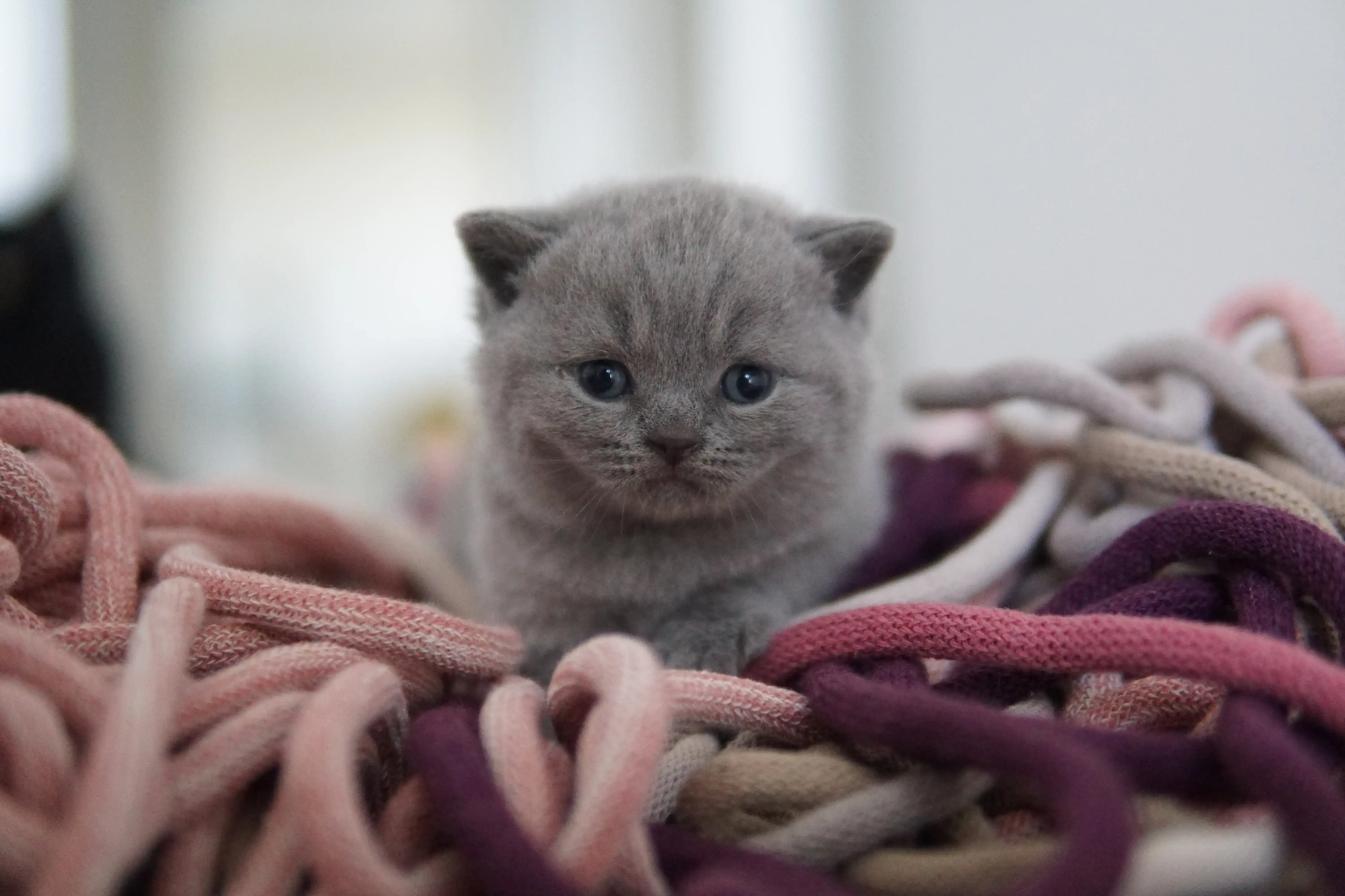 Gatito mirando con curiosidad el juguete