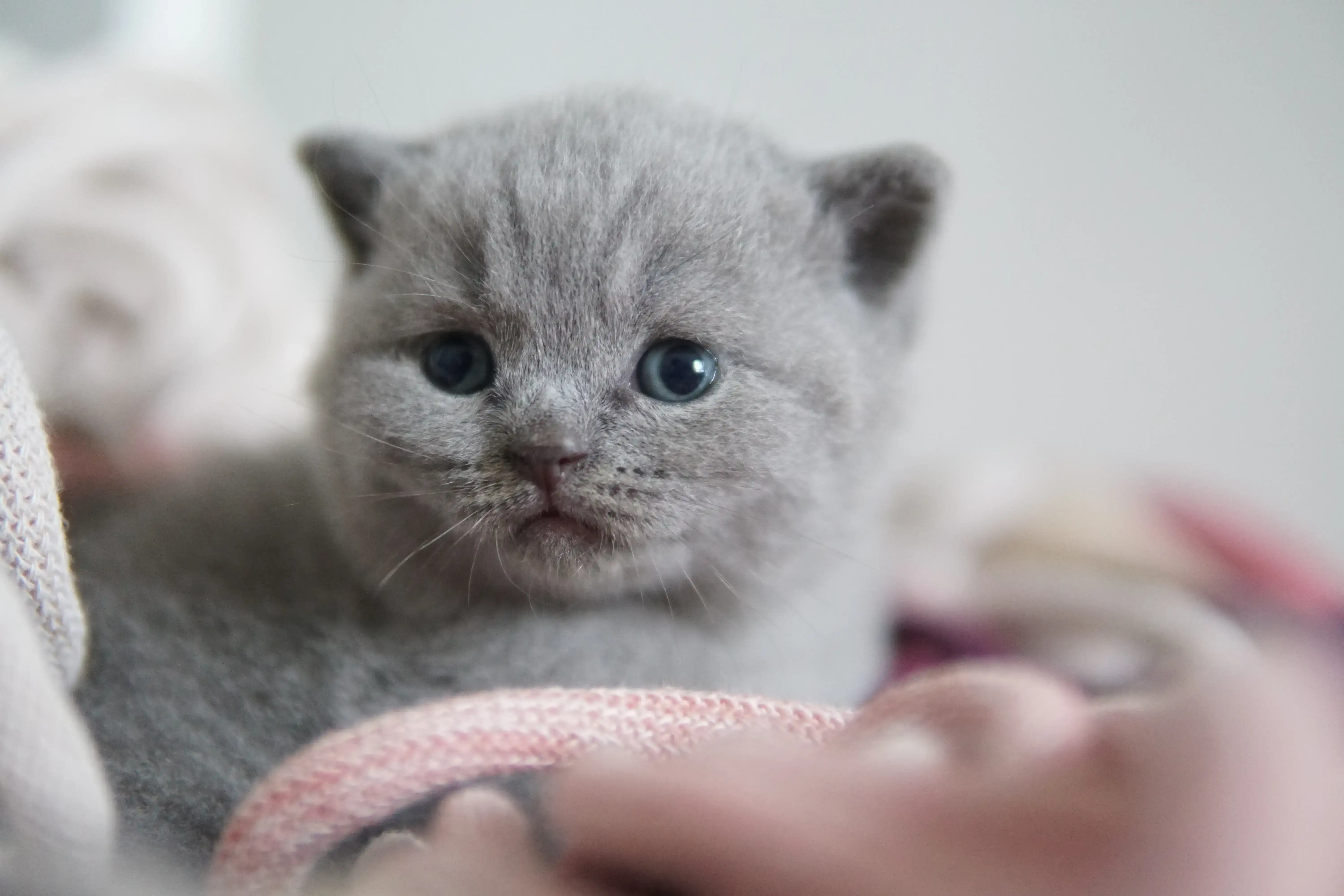 Gatito con mirada concentrada y curiosa