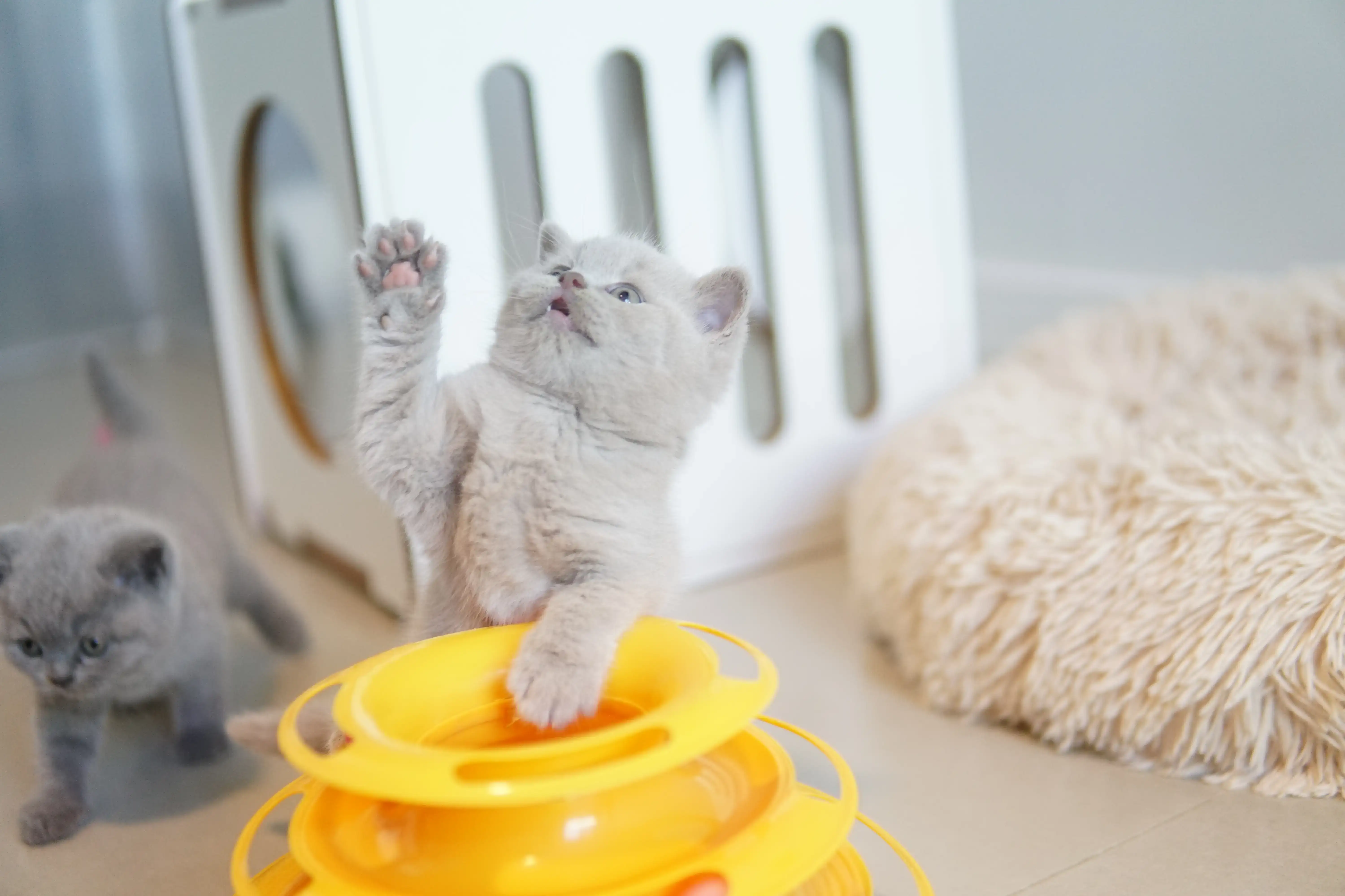 Gatito interactuando con el rascador