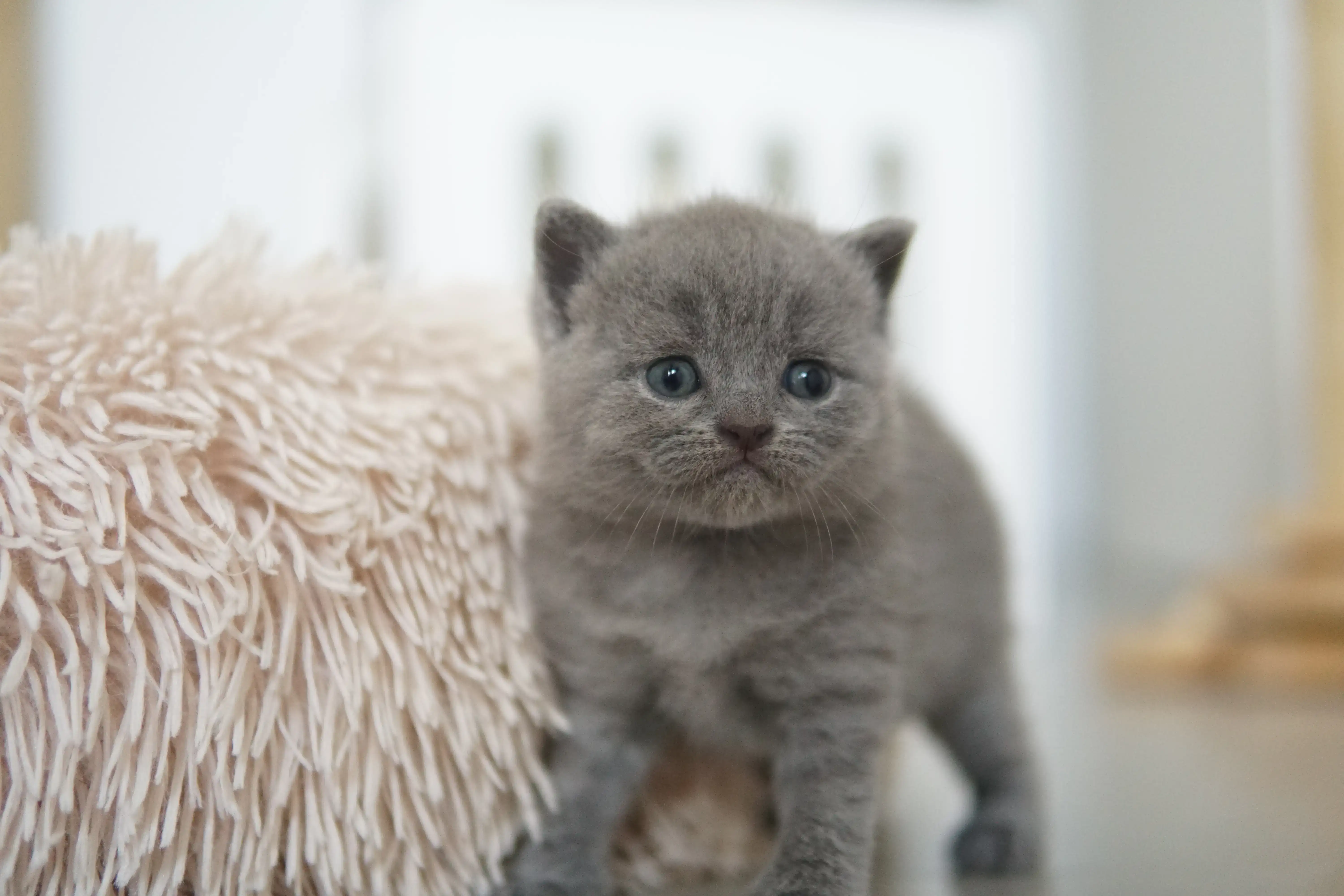 Gatito acostado, disfrutando del confort