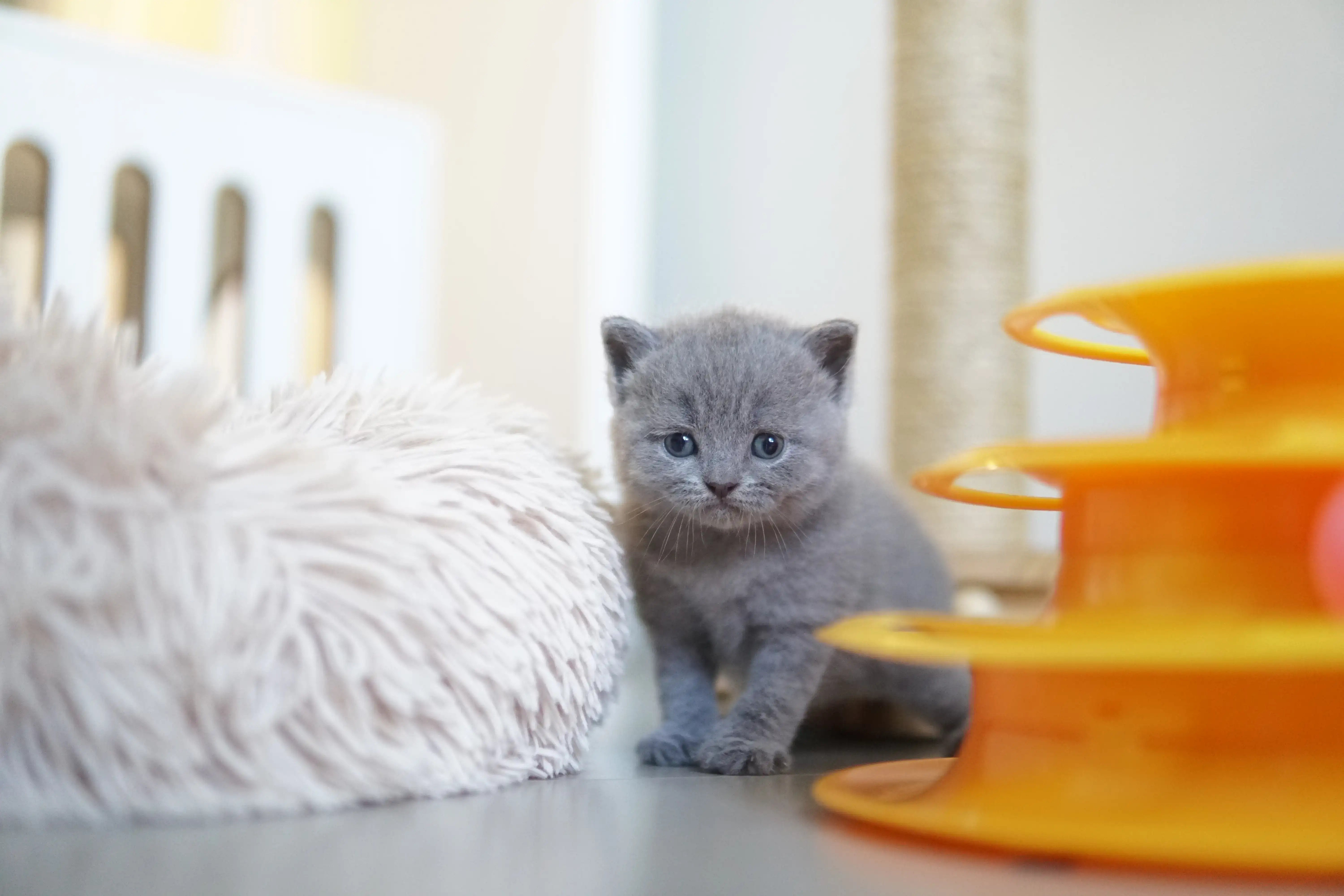 Gatito jugando al lado del juguete naranja