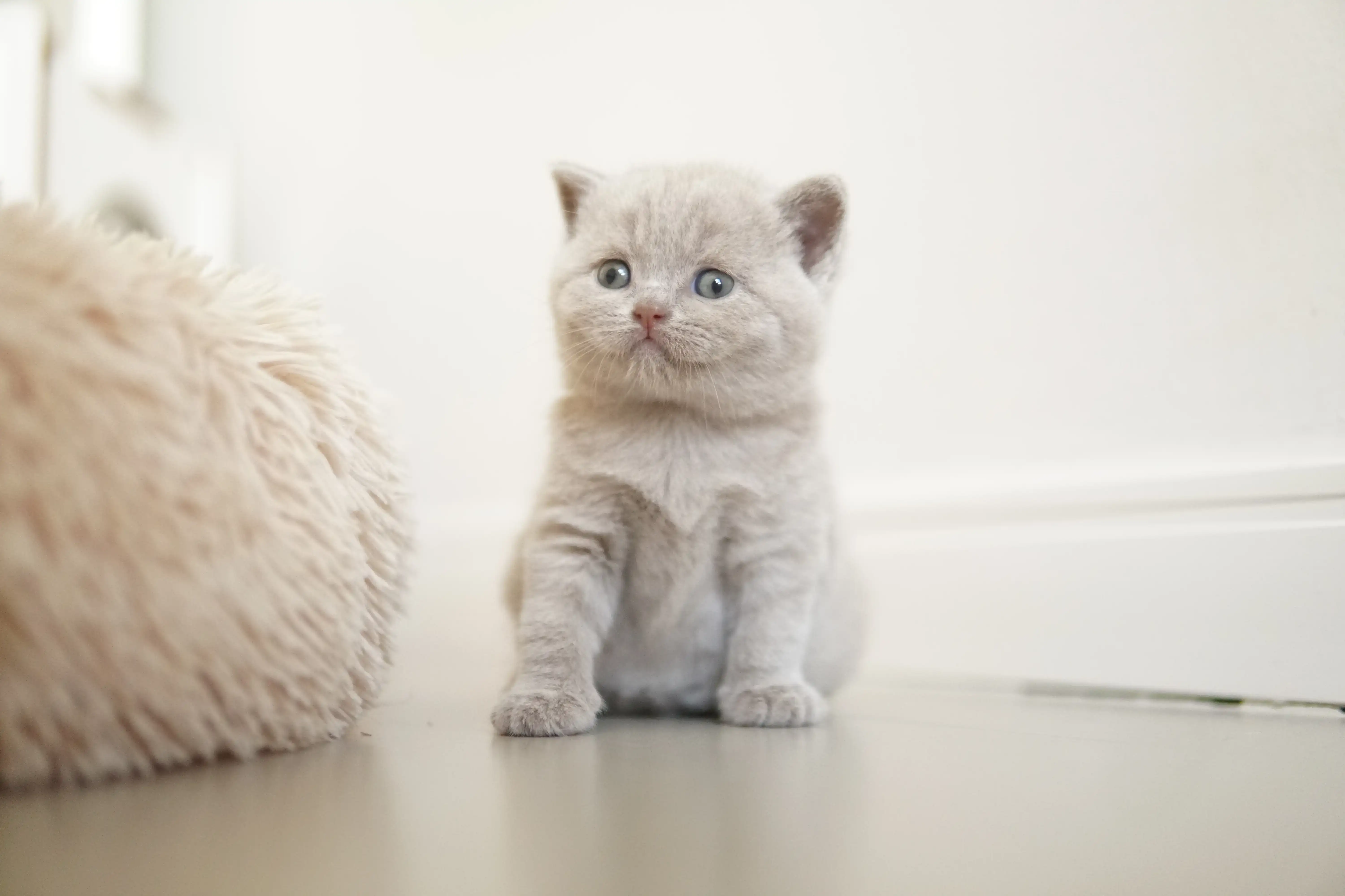 Gatito cerca del cojín esponjoso