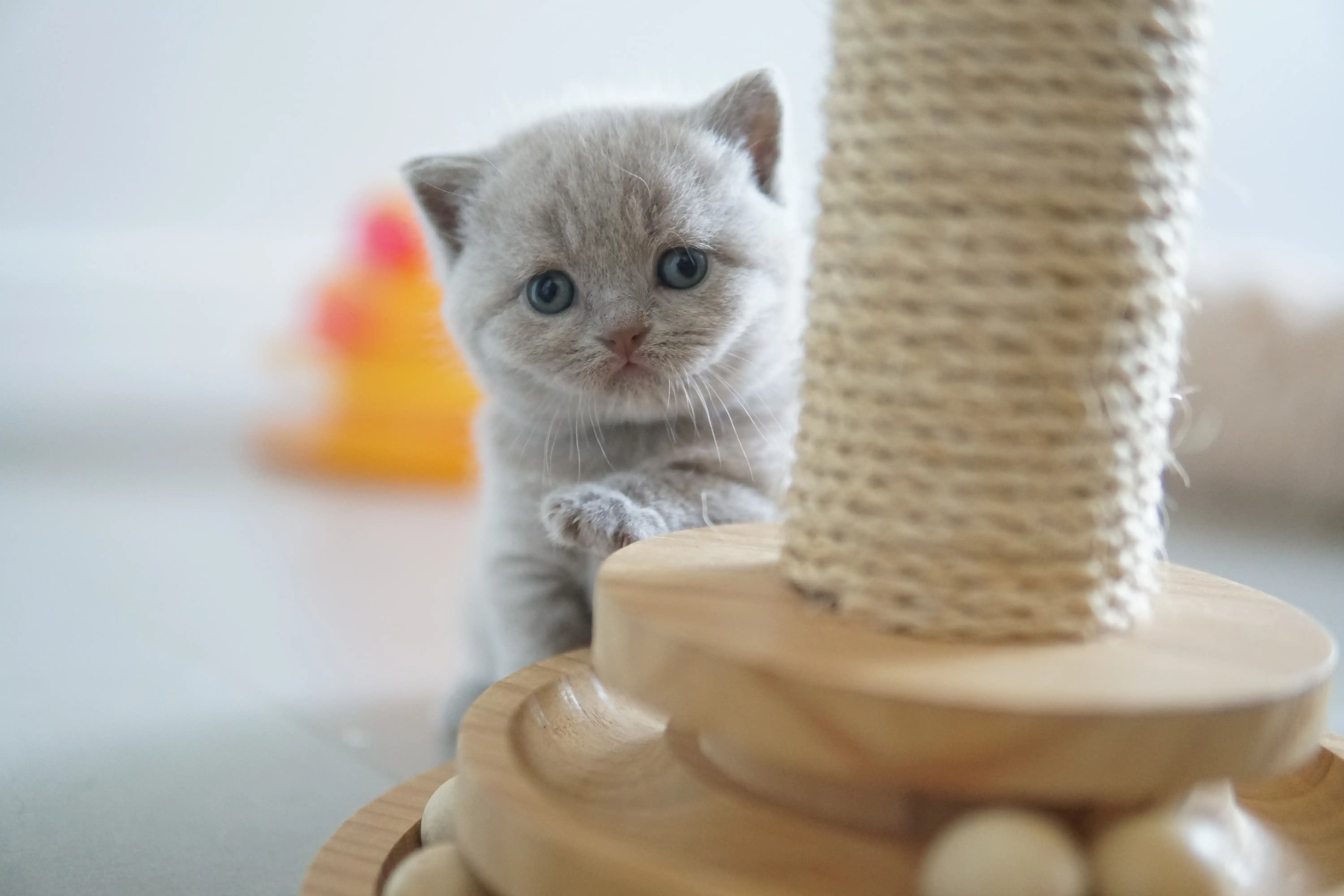 Gatito mostrando toda su ternura