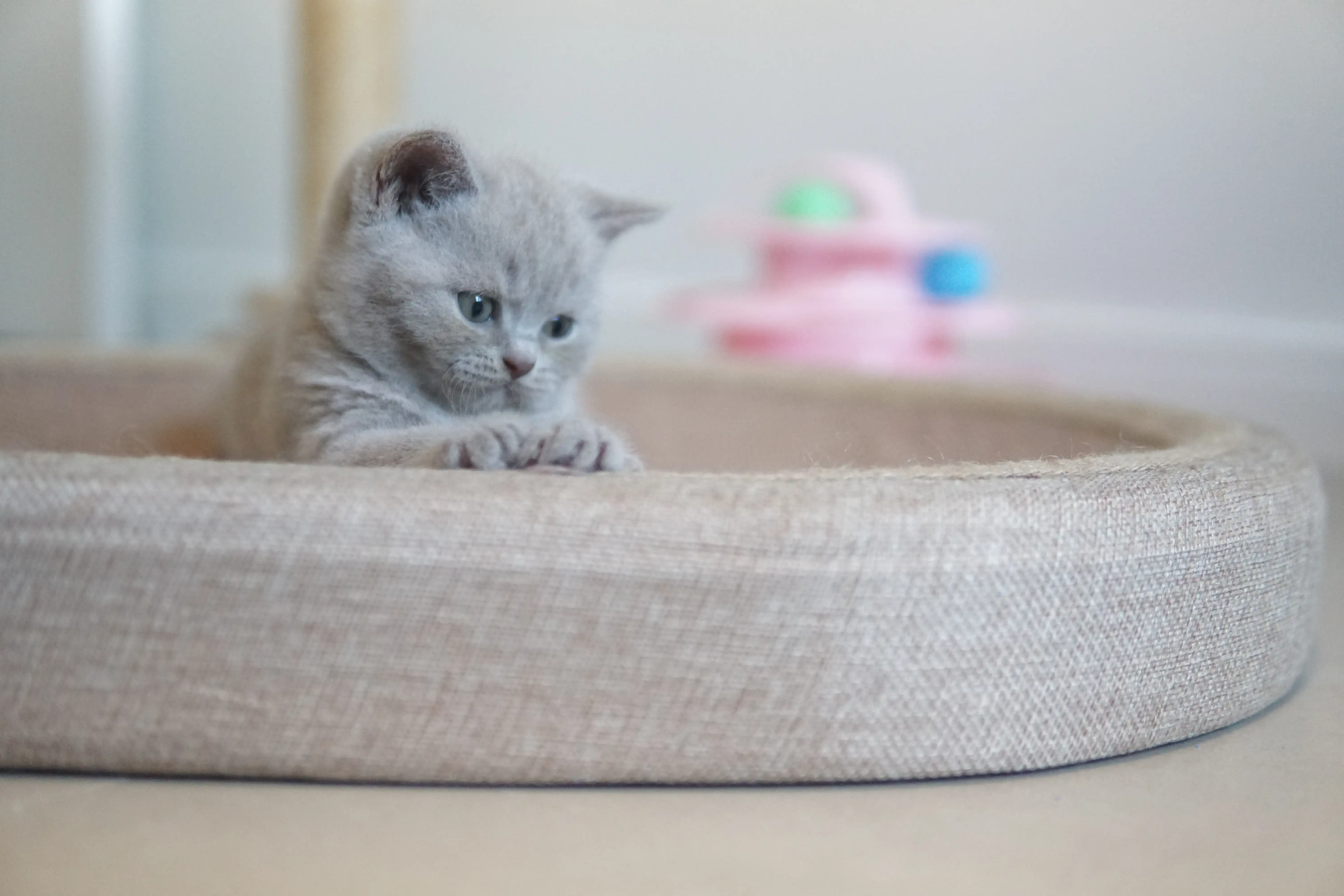 Gatito subiendo al rascador con agilidad