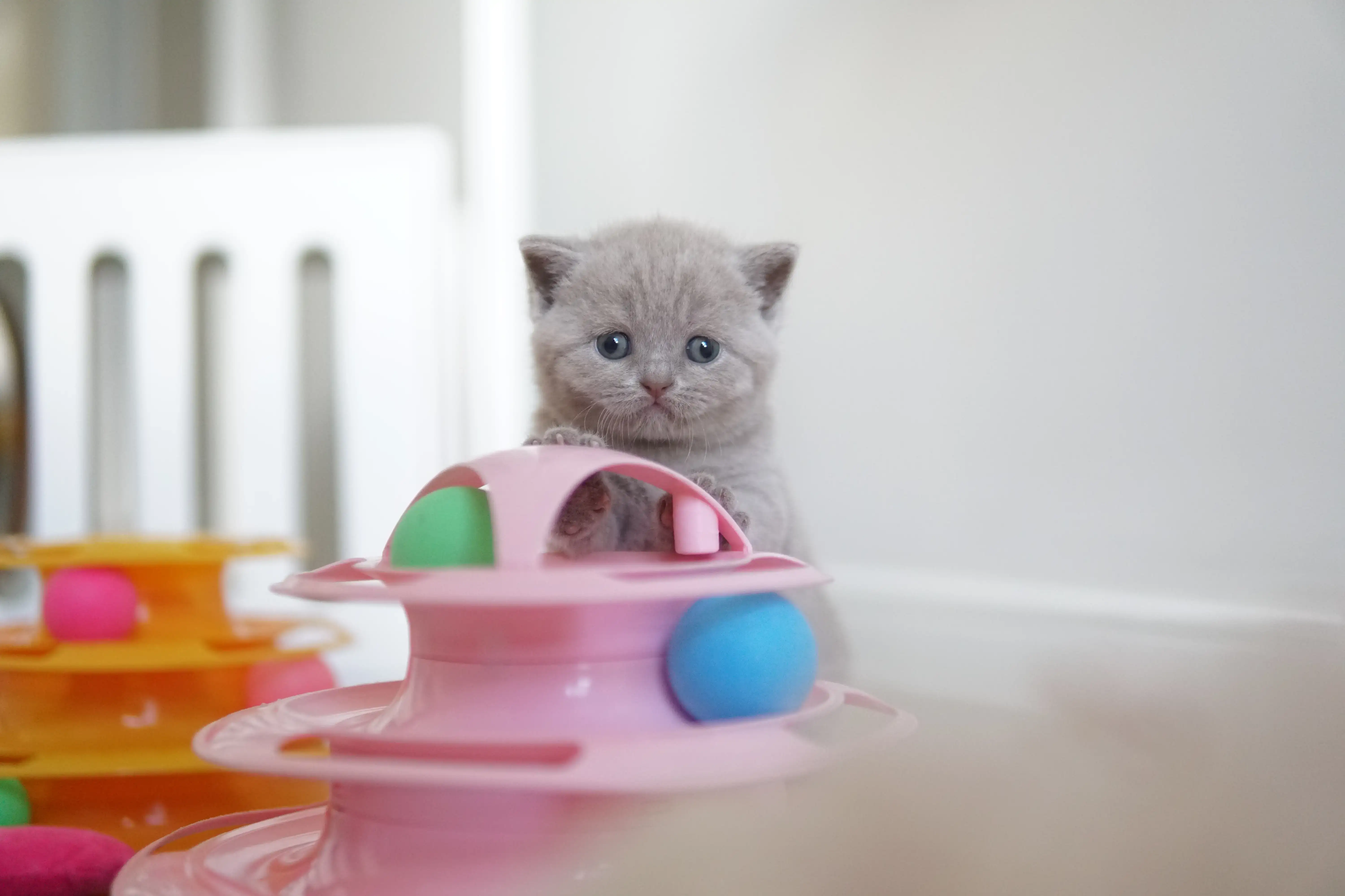 Gatito acostado entre los juguetes