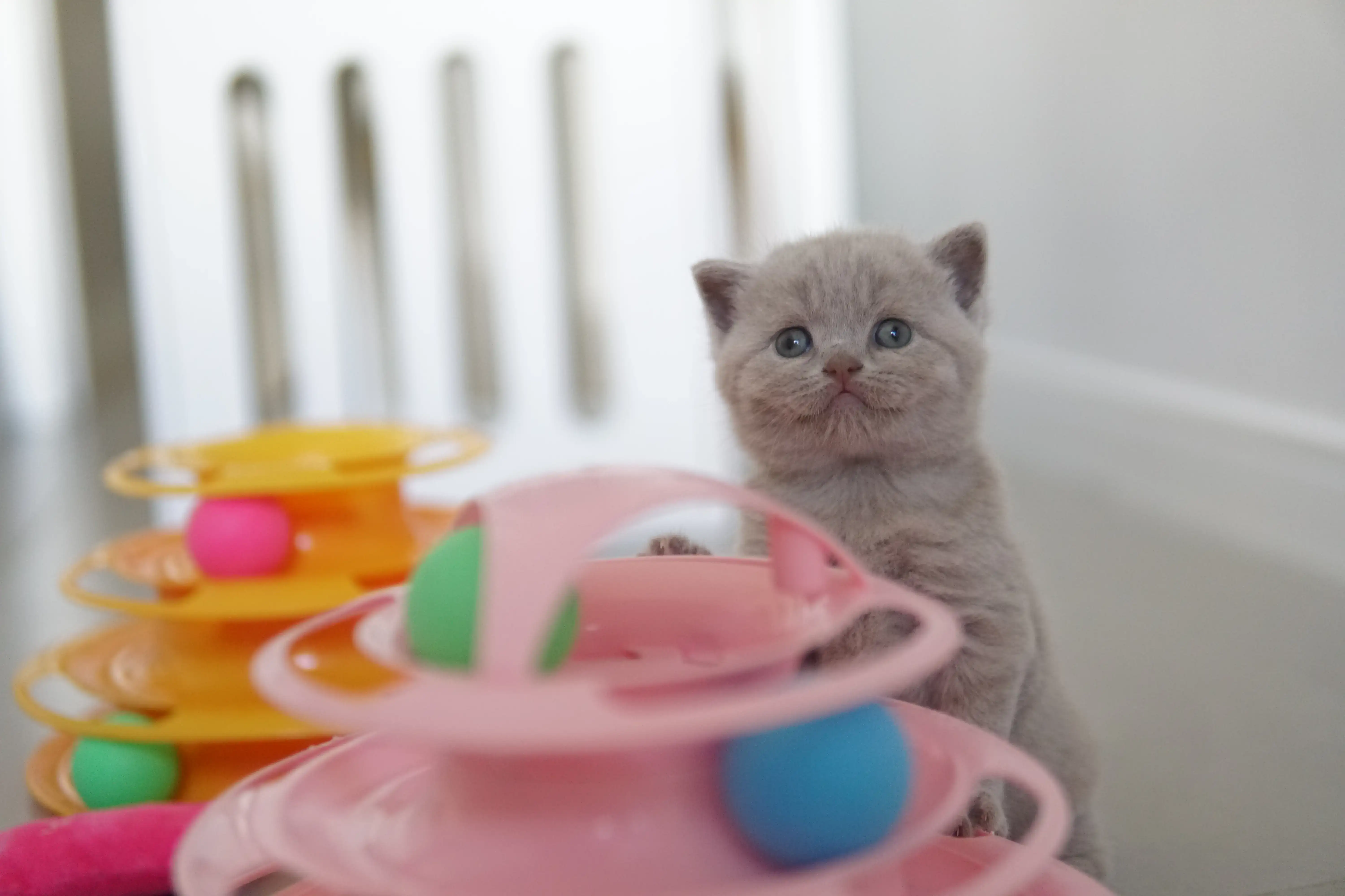 Gatito mostrando confianza en el espacio