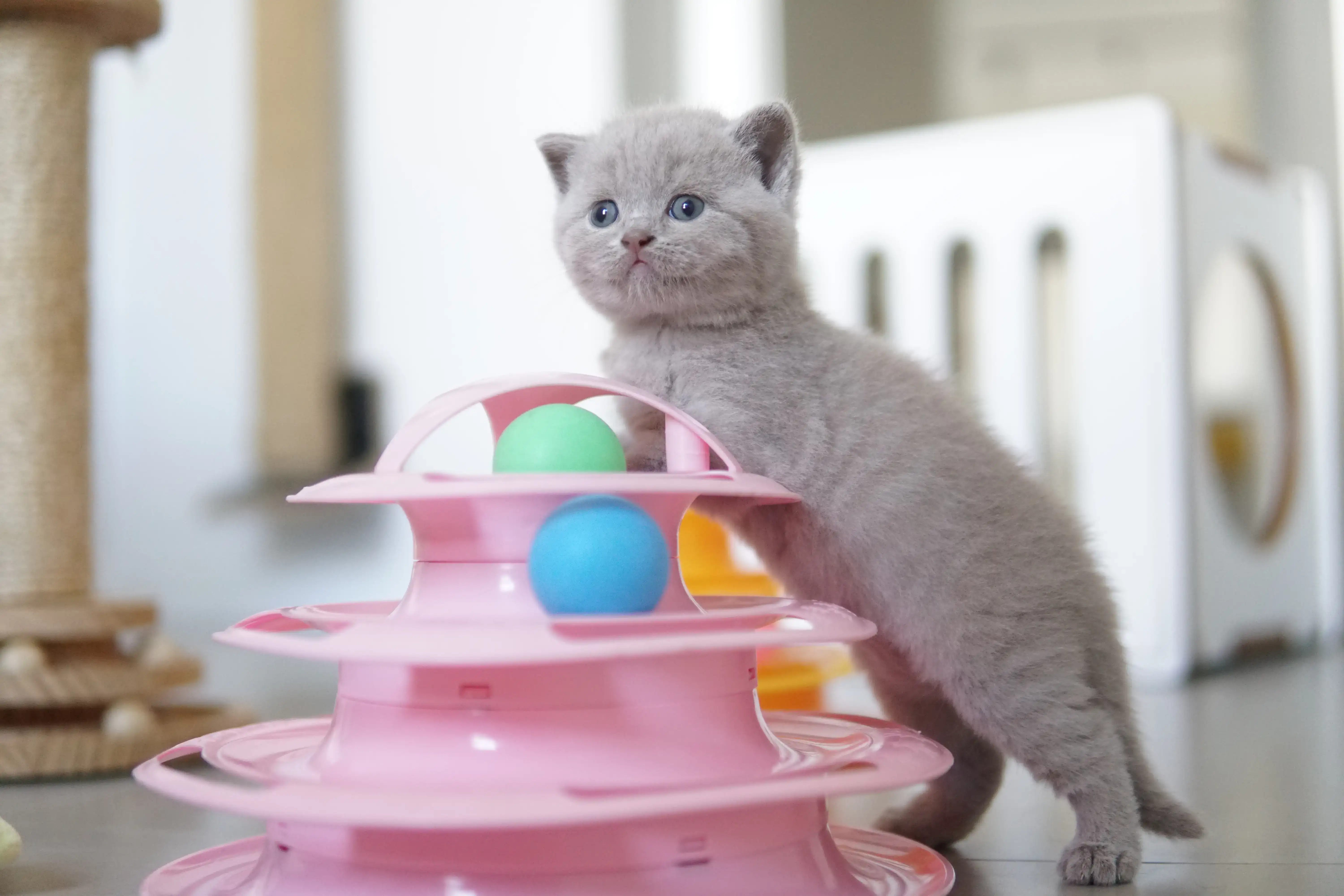 Gatito en otra pose adorable