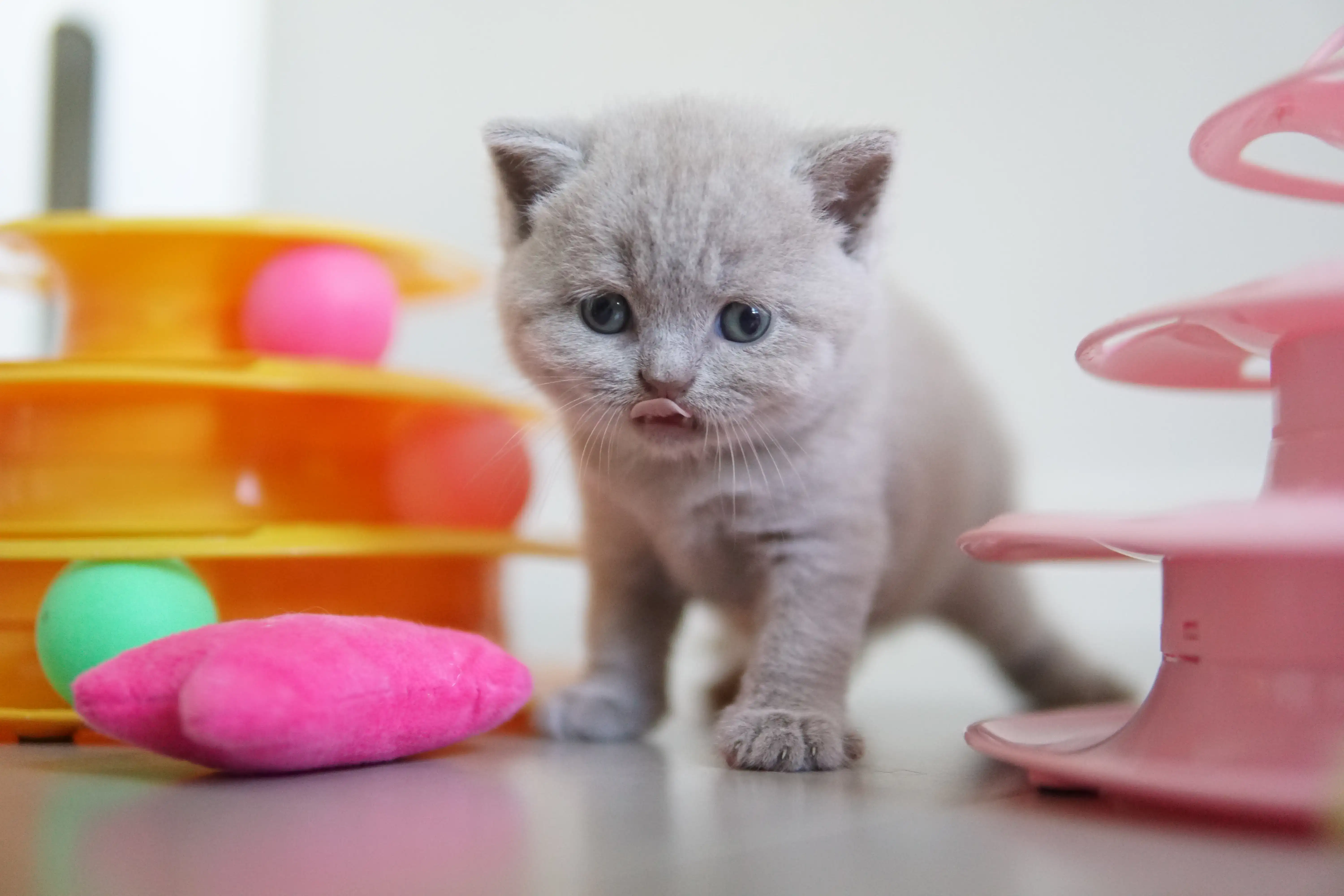 Gatito jugando con el juguete apilable
