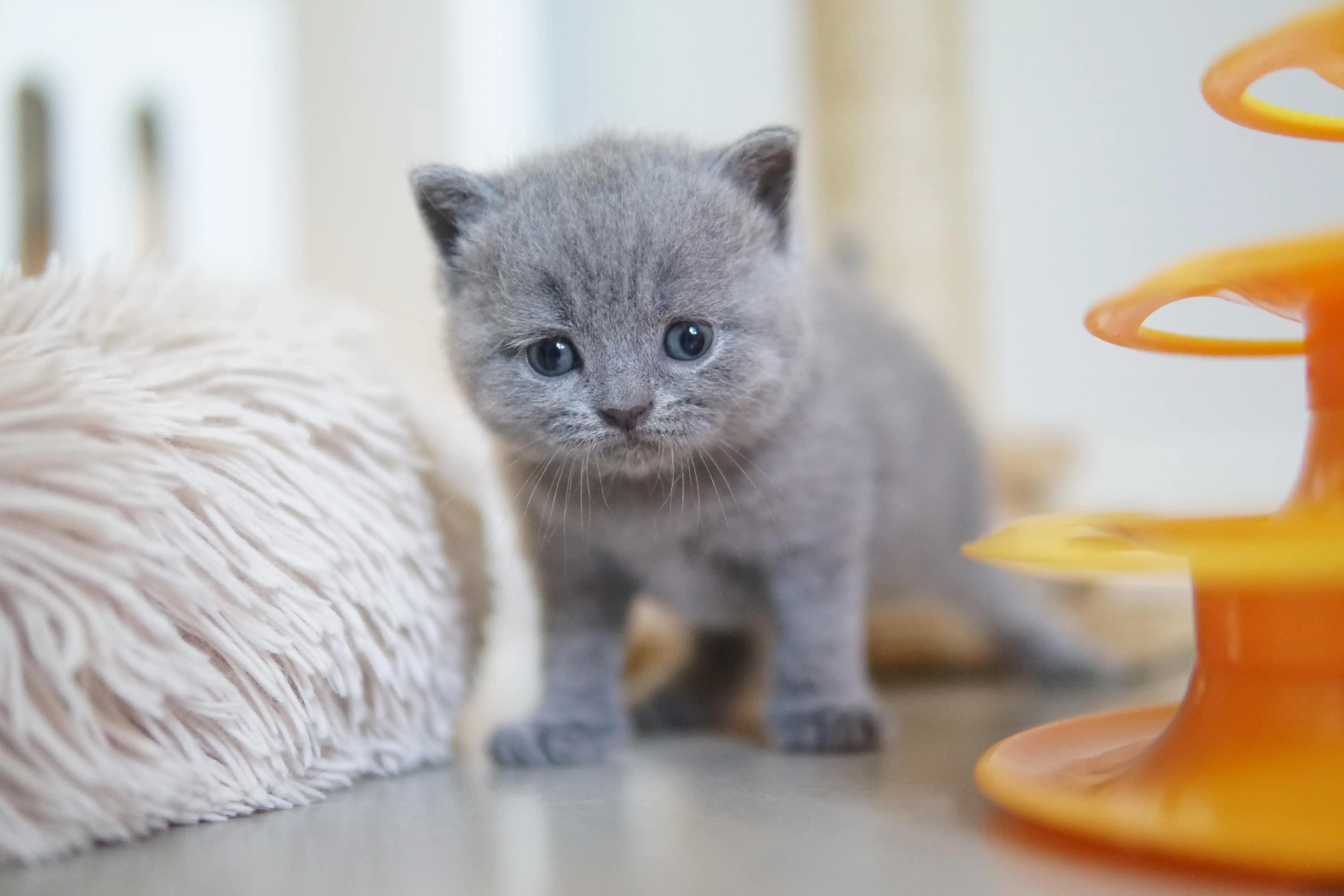 Gatito mostrando delicadeza en la mirada