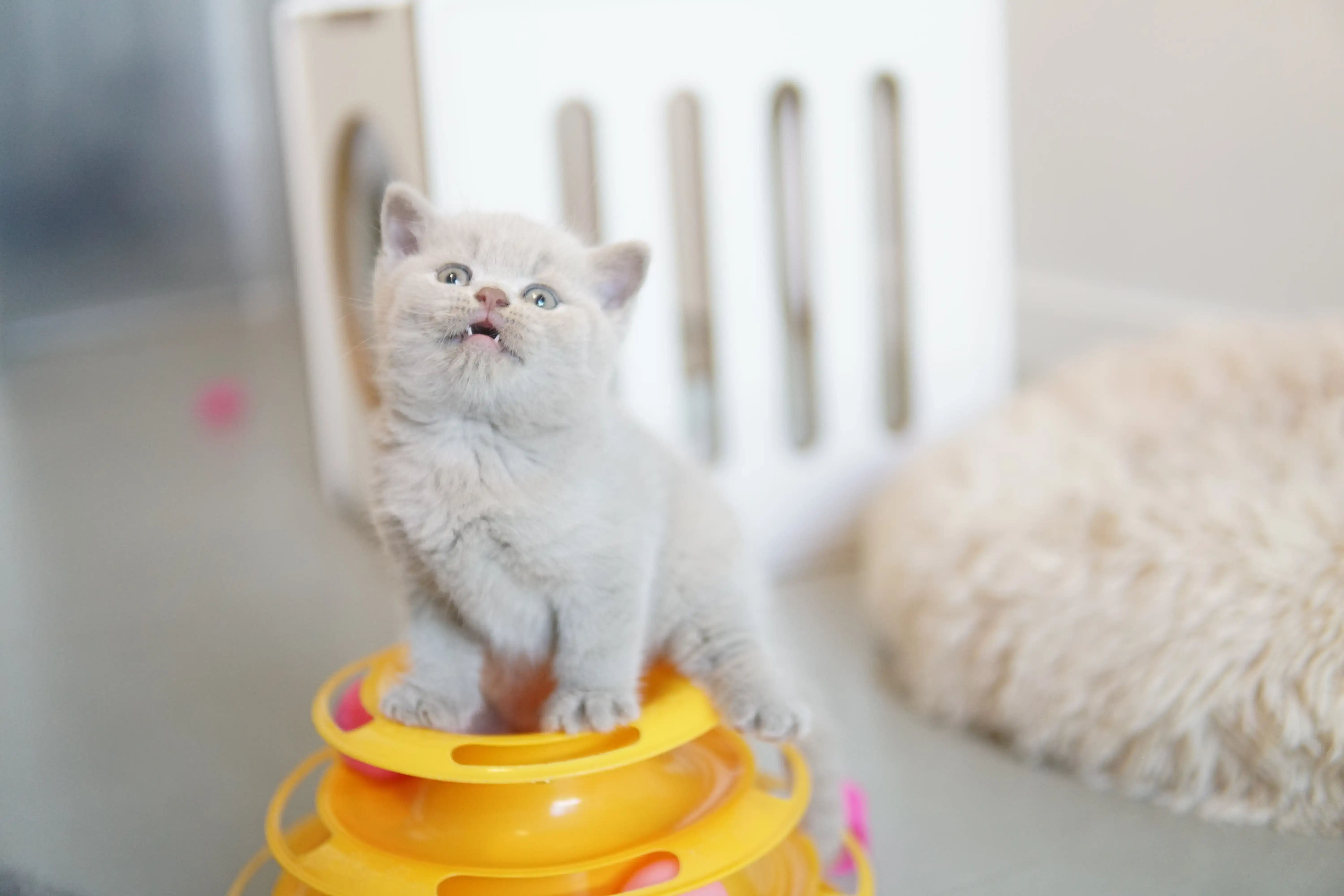 Gatito interactuando con el rascador y los juguetes