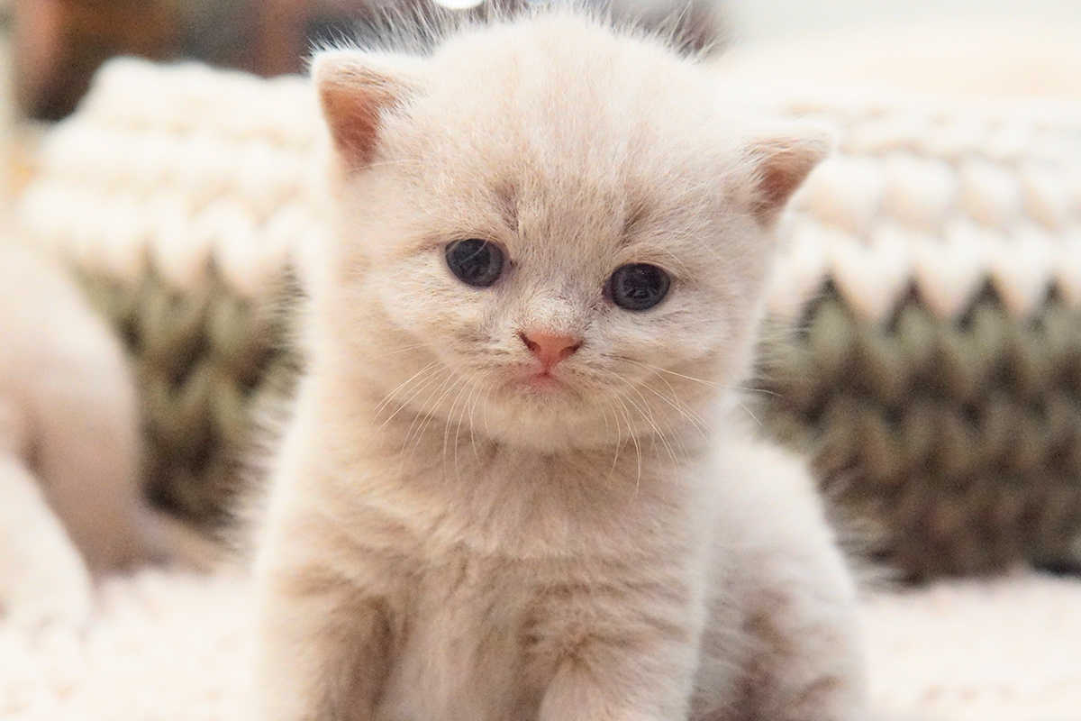 Gatito jugando cerca del rascador