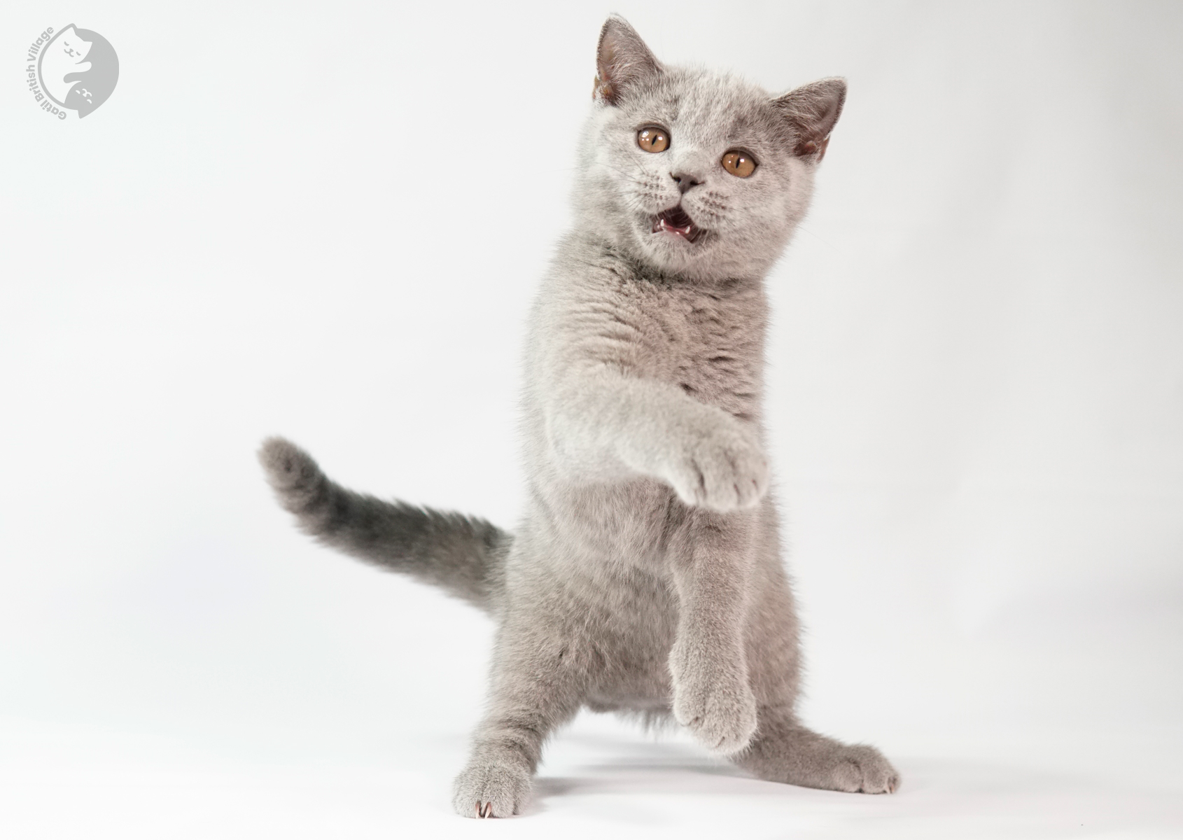 Gatito mostrando toda su ternura
