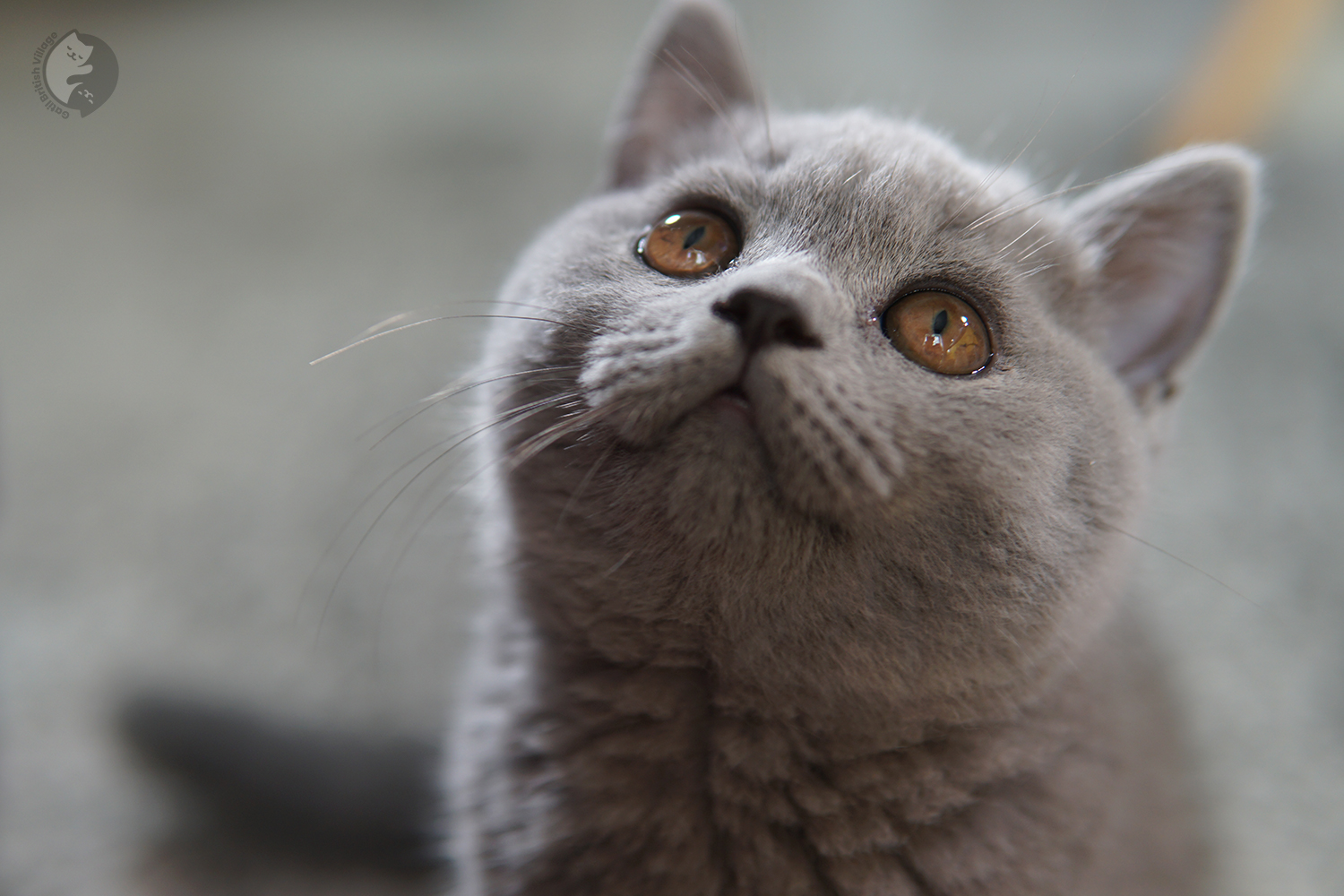 Gatito acostado entre los juguetes