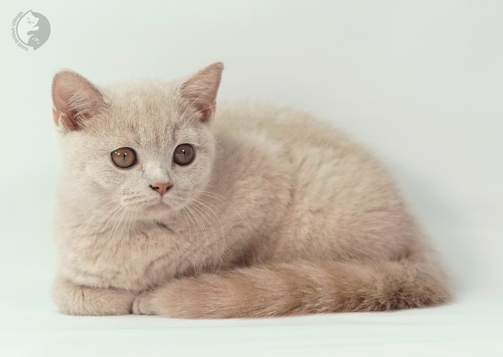 Gatito relajándose después de mucho juego