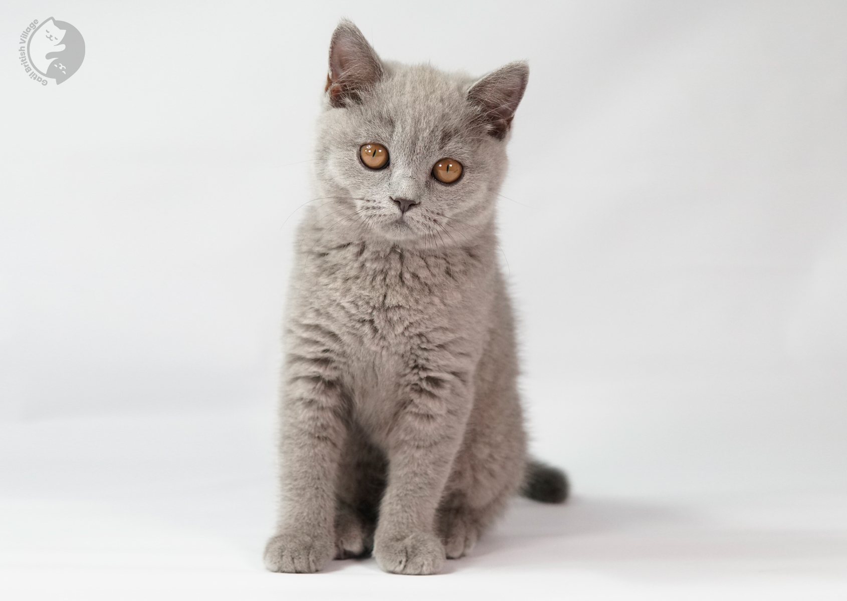 Gatito relajándose después de mucha exploración