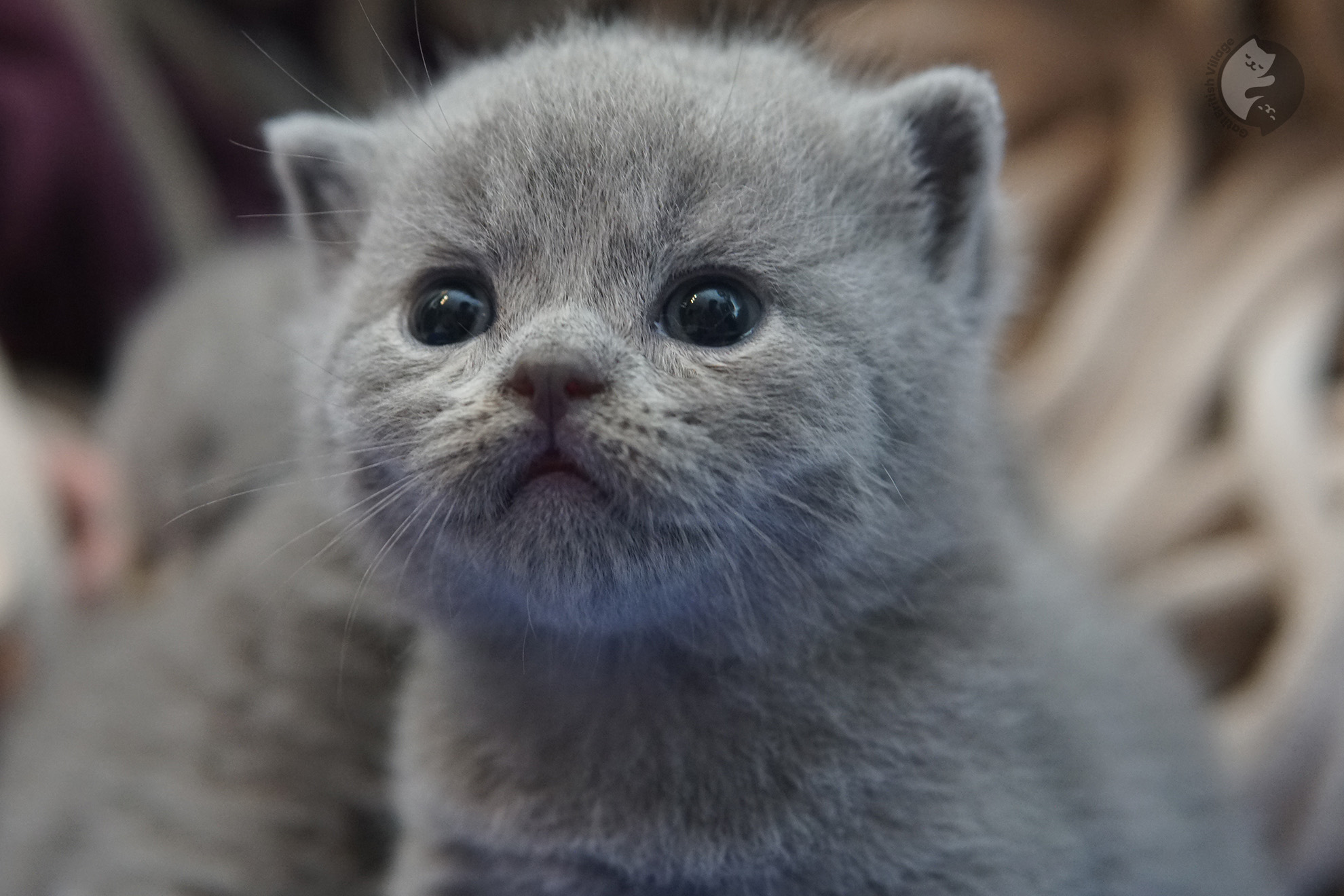 Gatito British Shorthair foto 2