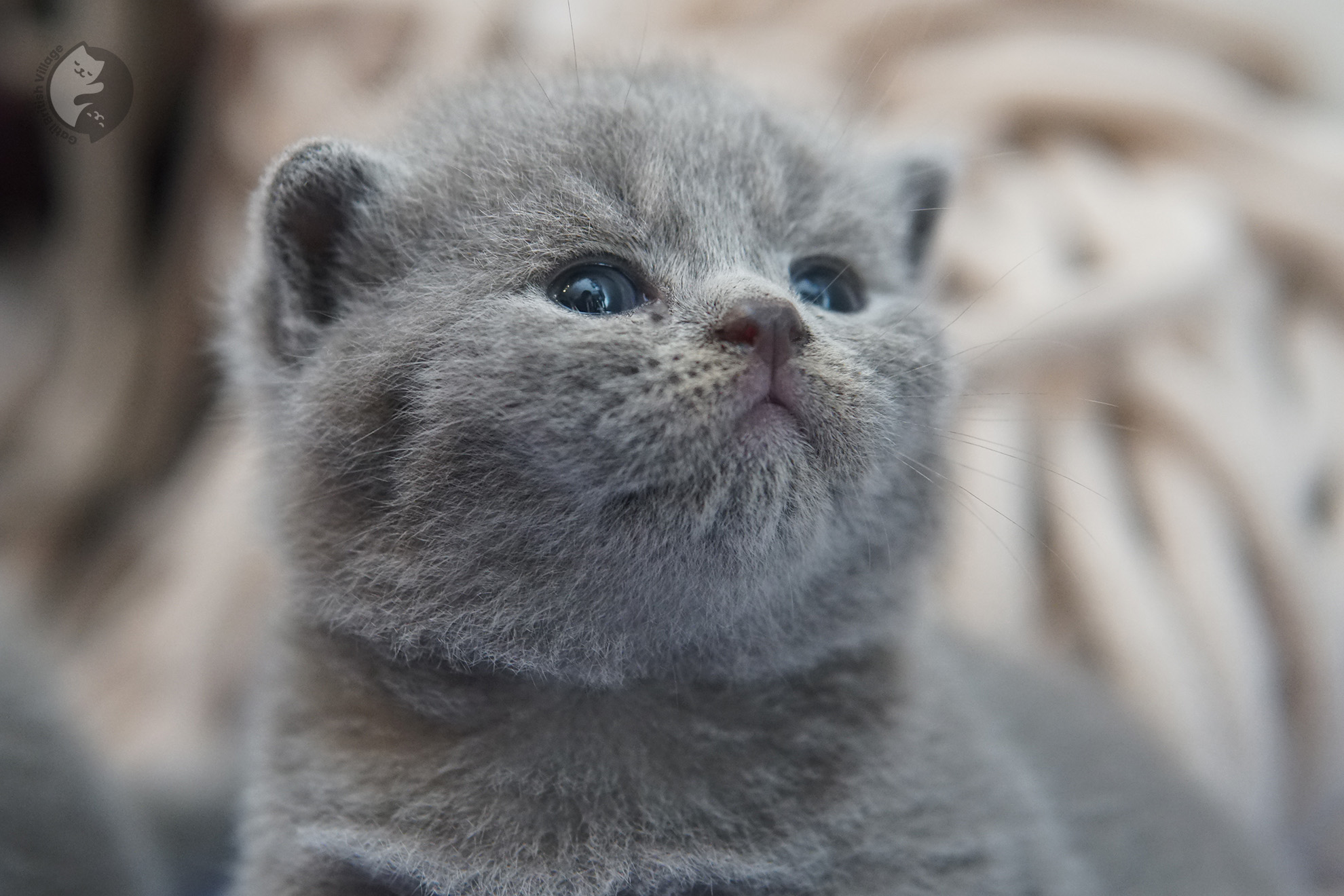 Gatito British Shorthair foto 4