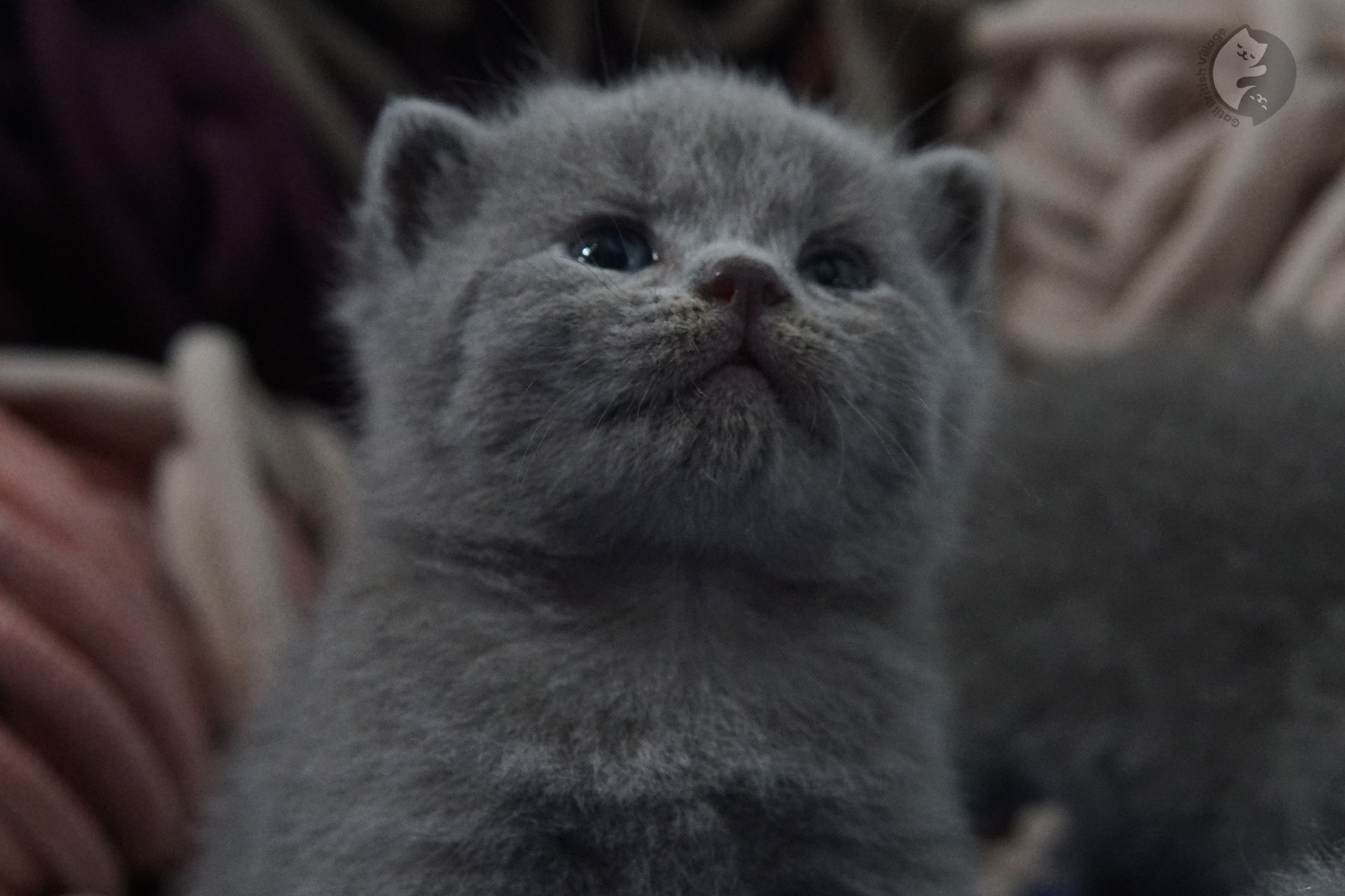 Gatito British Shorthair foto 8