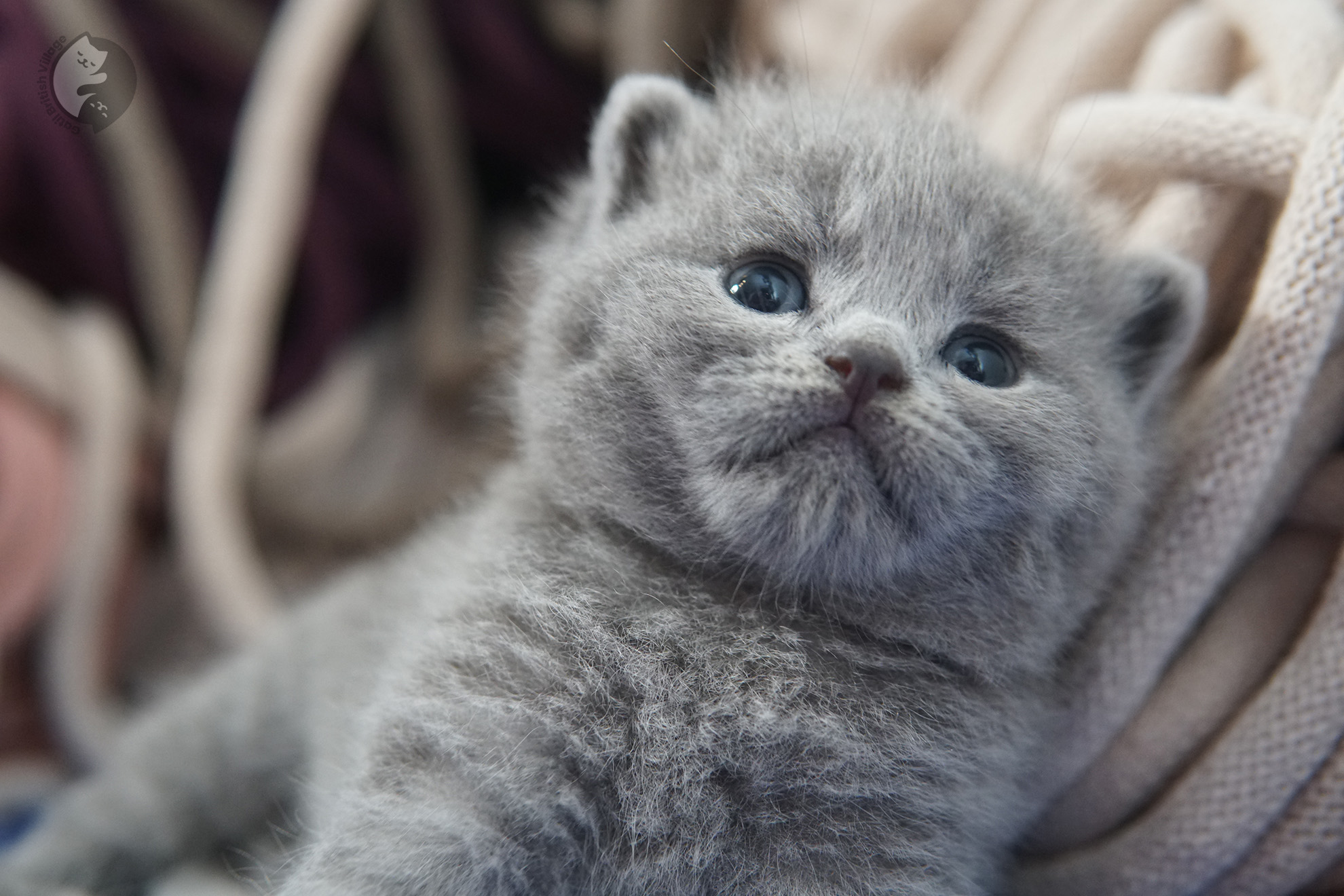 Gatito British Shorthair foto 10