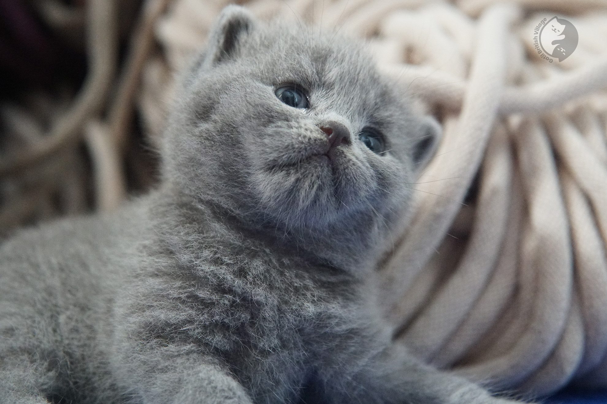 Gatito British Shorthair foto 11