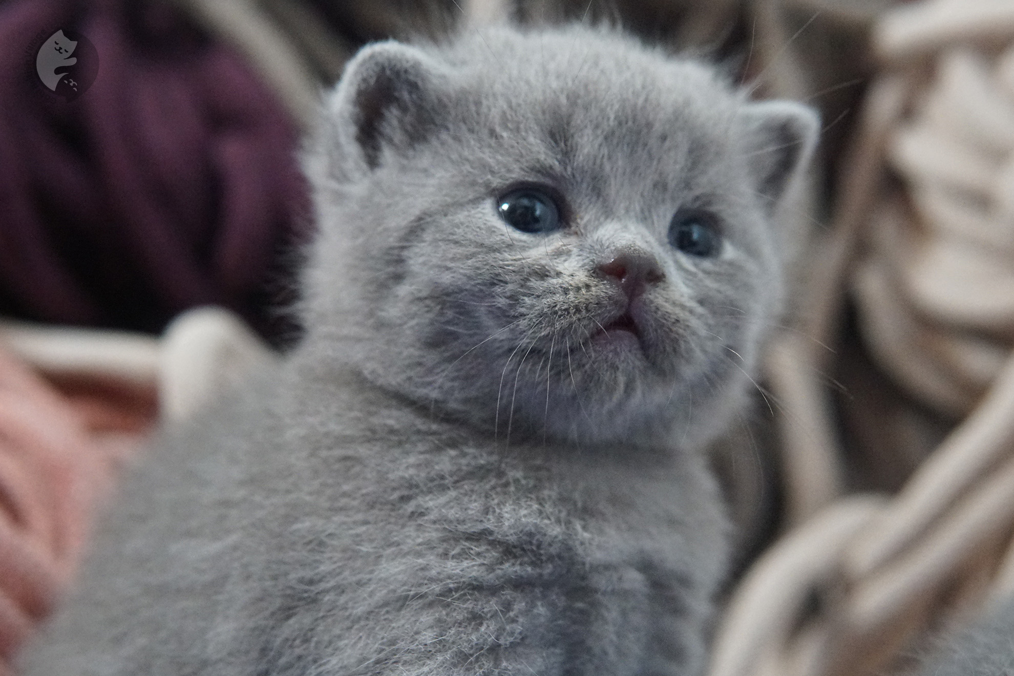 Gatito British Shorthair foto 12