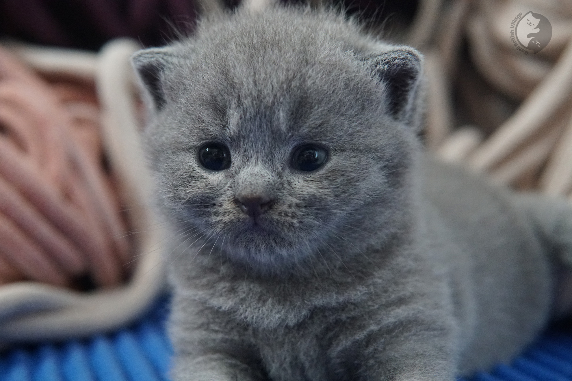 Gatito British Shorthair foto 15