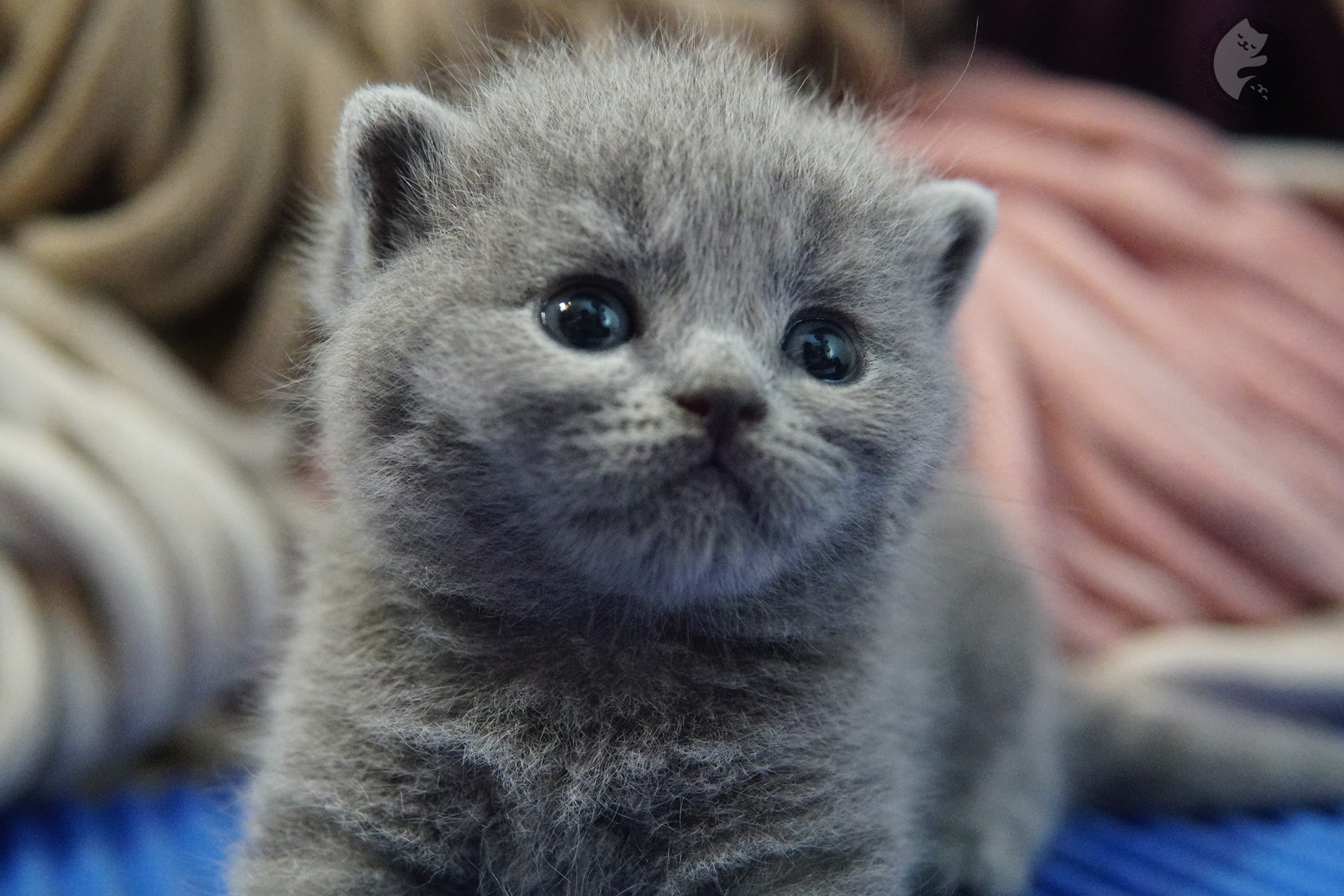 Gatito British Shorthair foto 18