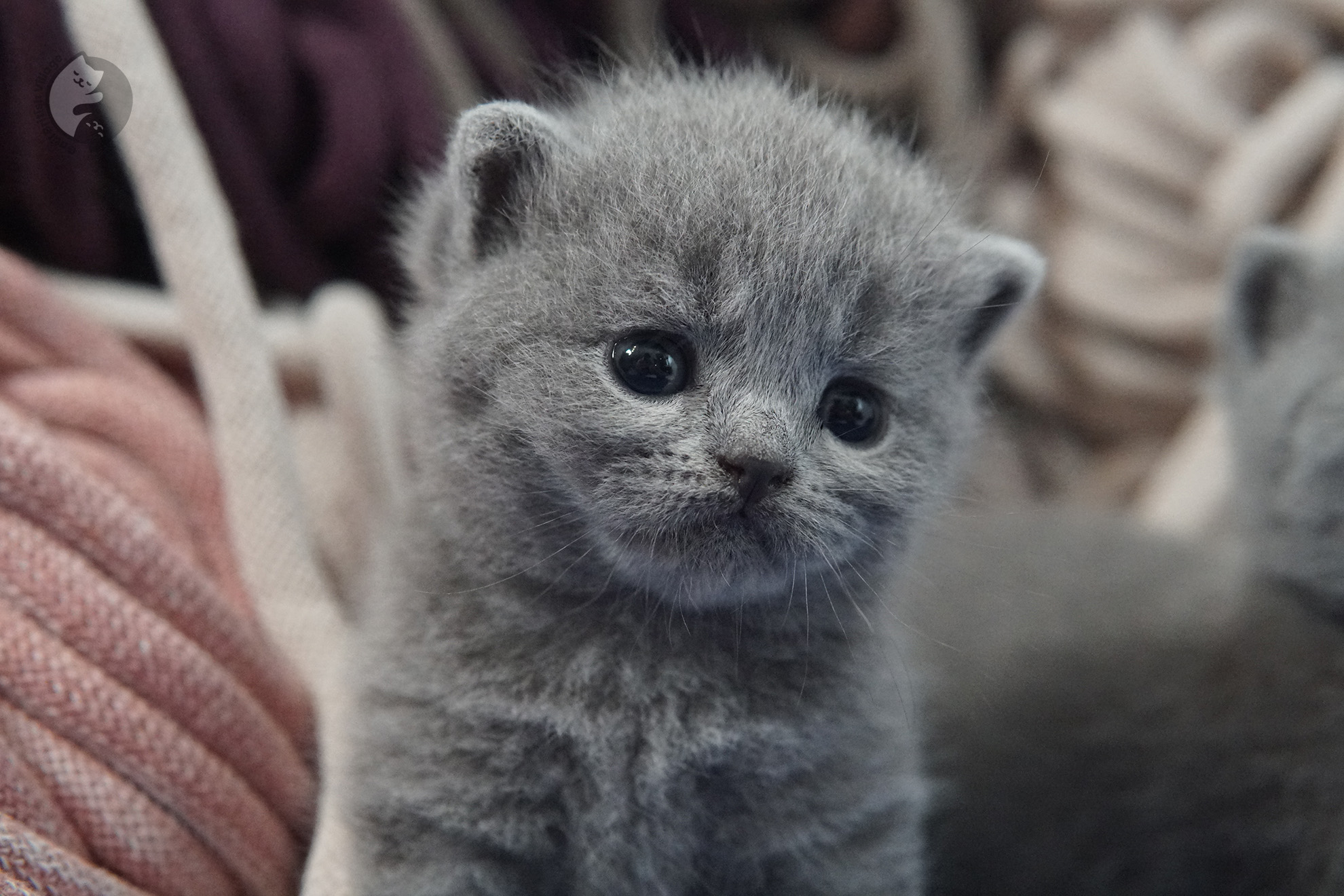 Gatito British Shorthair foto 22