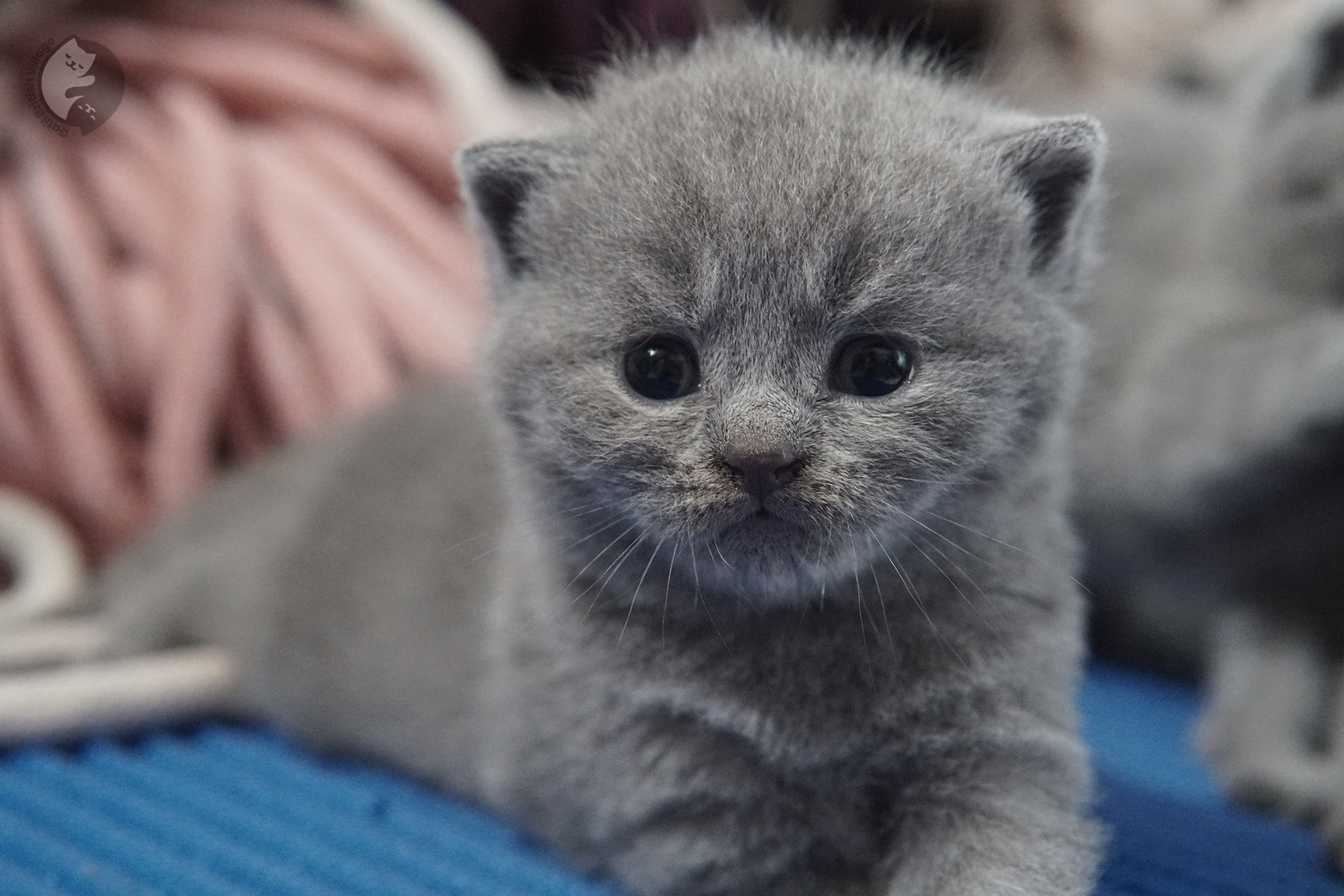 Gatito British Shorthair foto 23