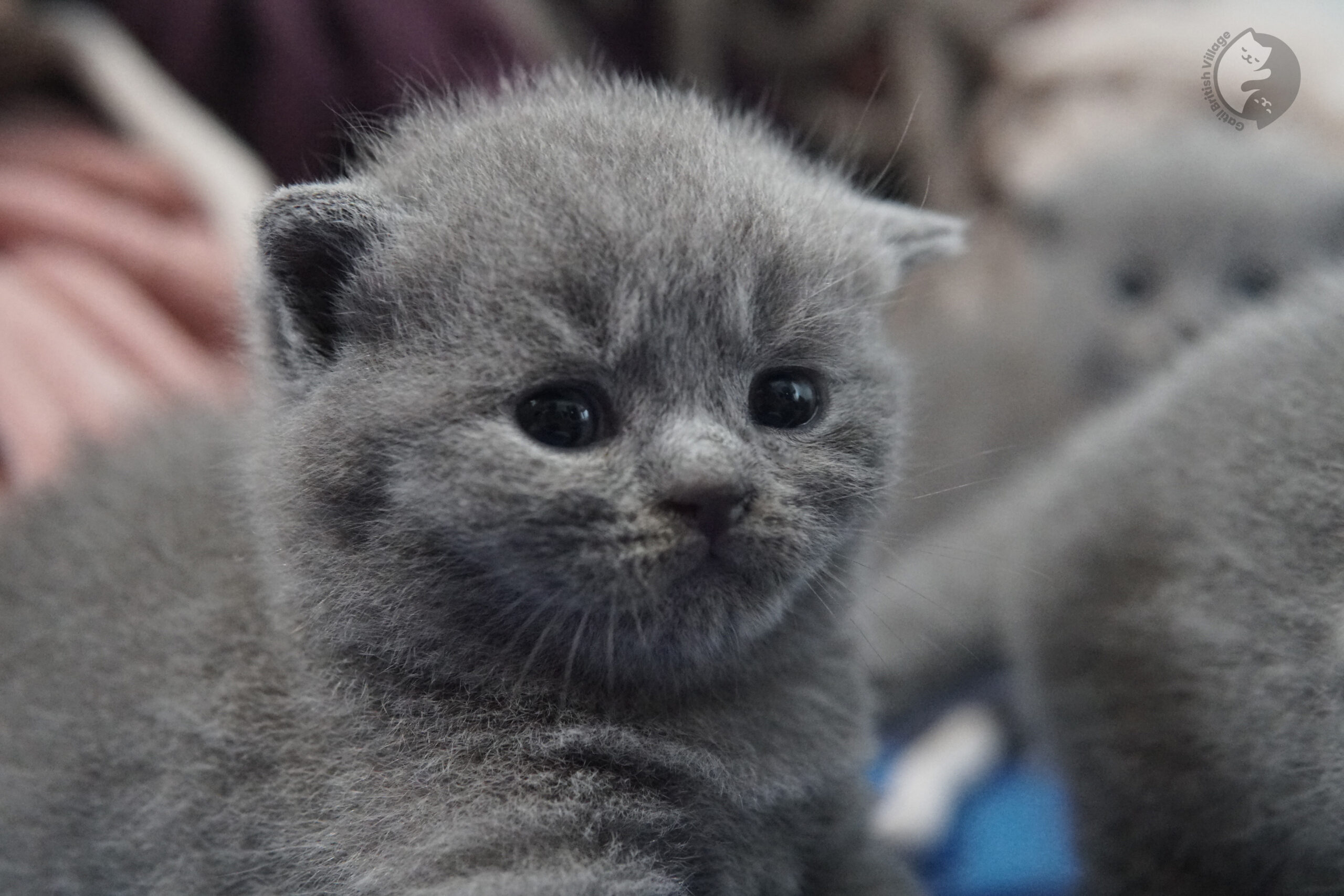 Gatito British Shorthair foto 24