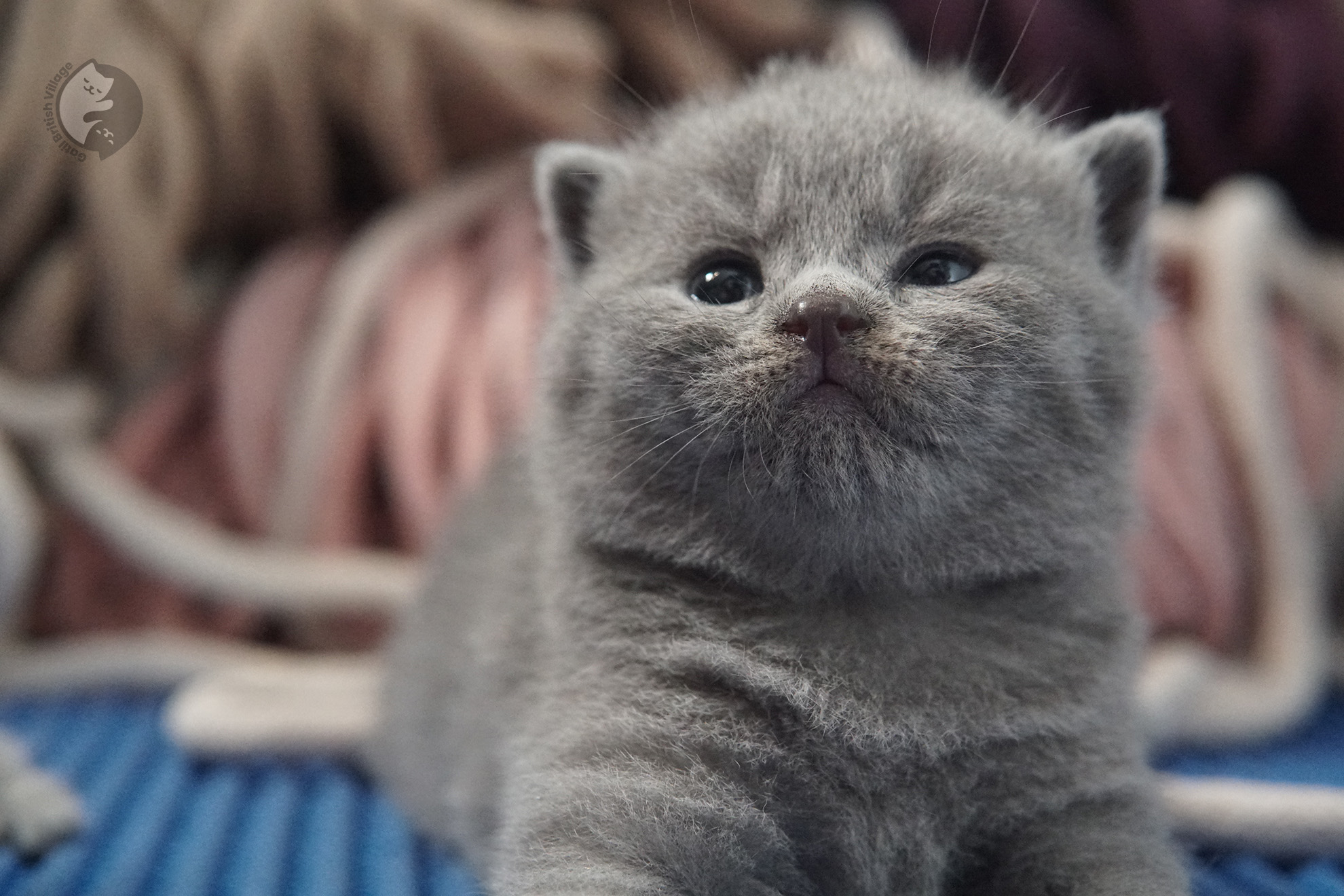 Gatito British Shorthair foto 25