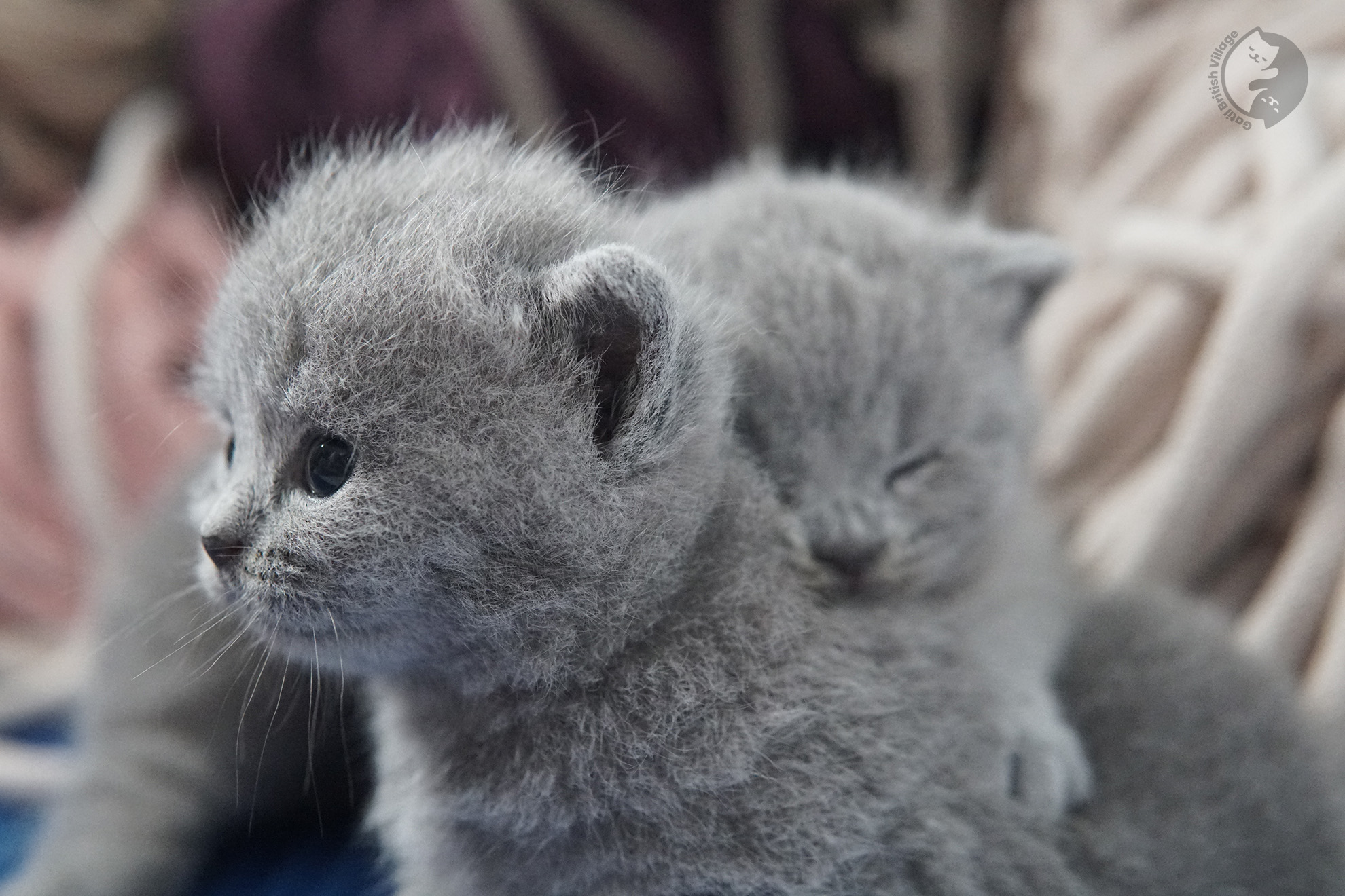 Gatito British Shorthair foto 29