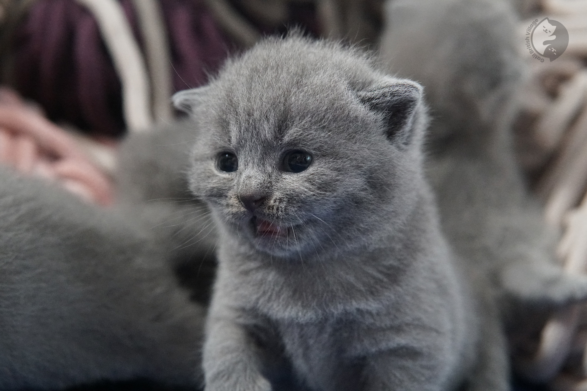 Gatito British Shorthair foto 31