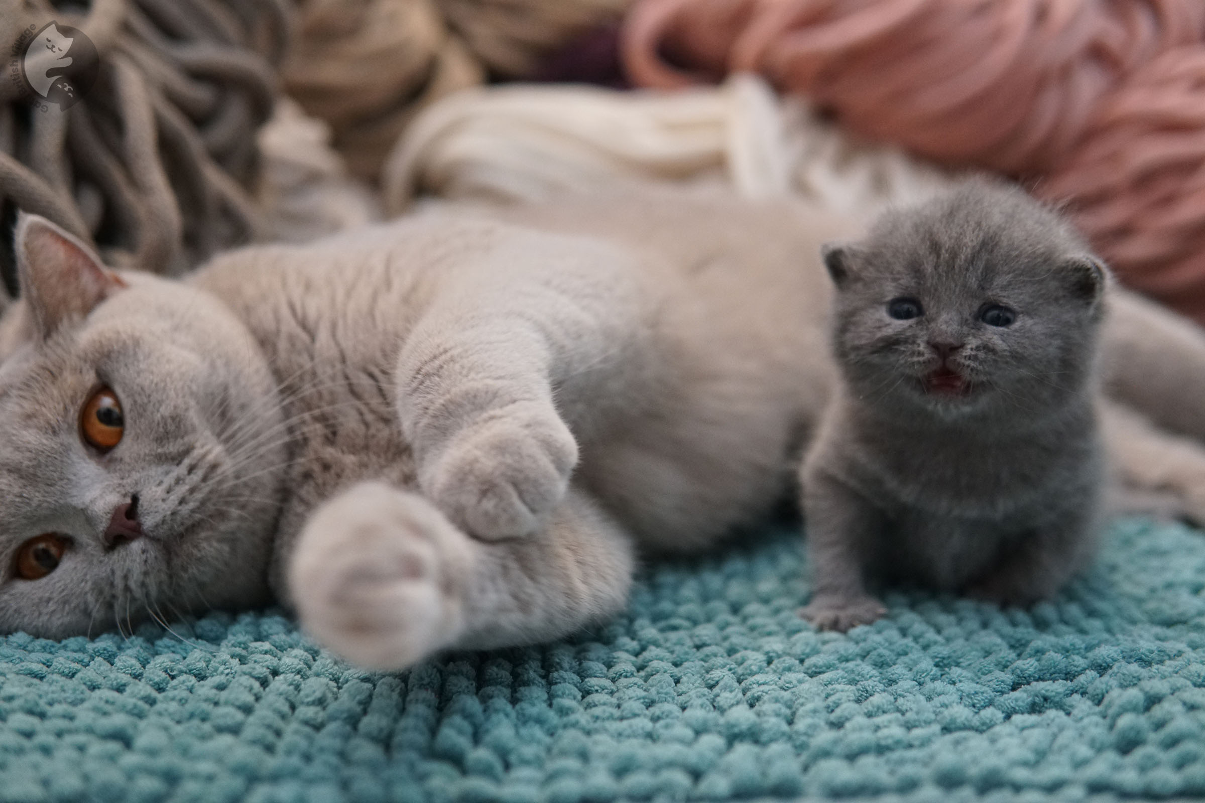 Tres cachorros British Shorthair acurrucados - foto 3
