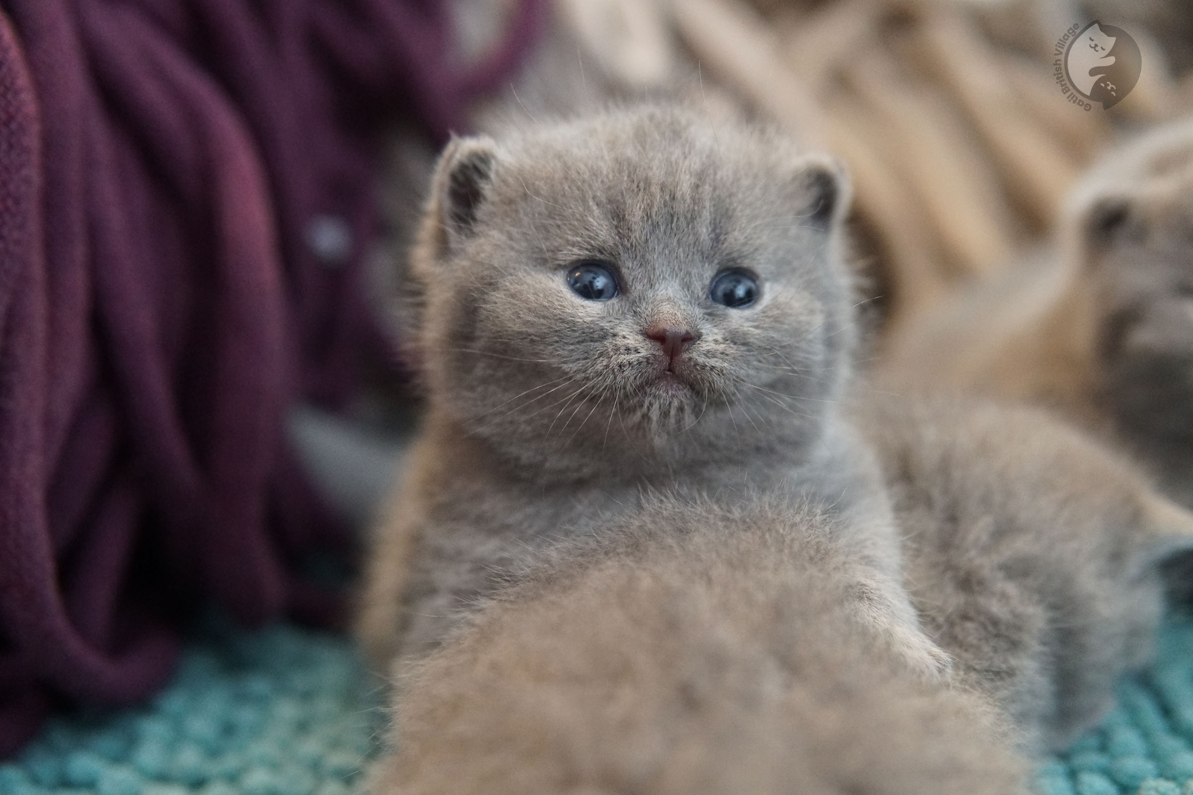 Cachorro muy tierno de British Shorthair - foto 8