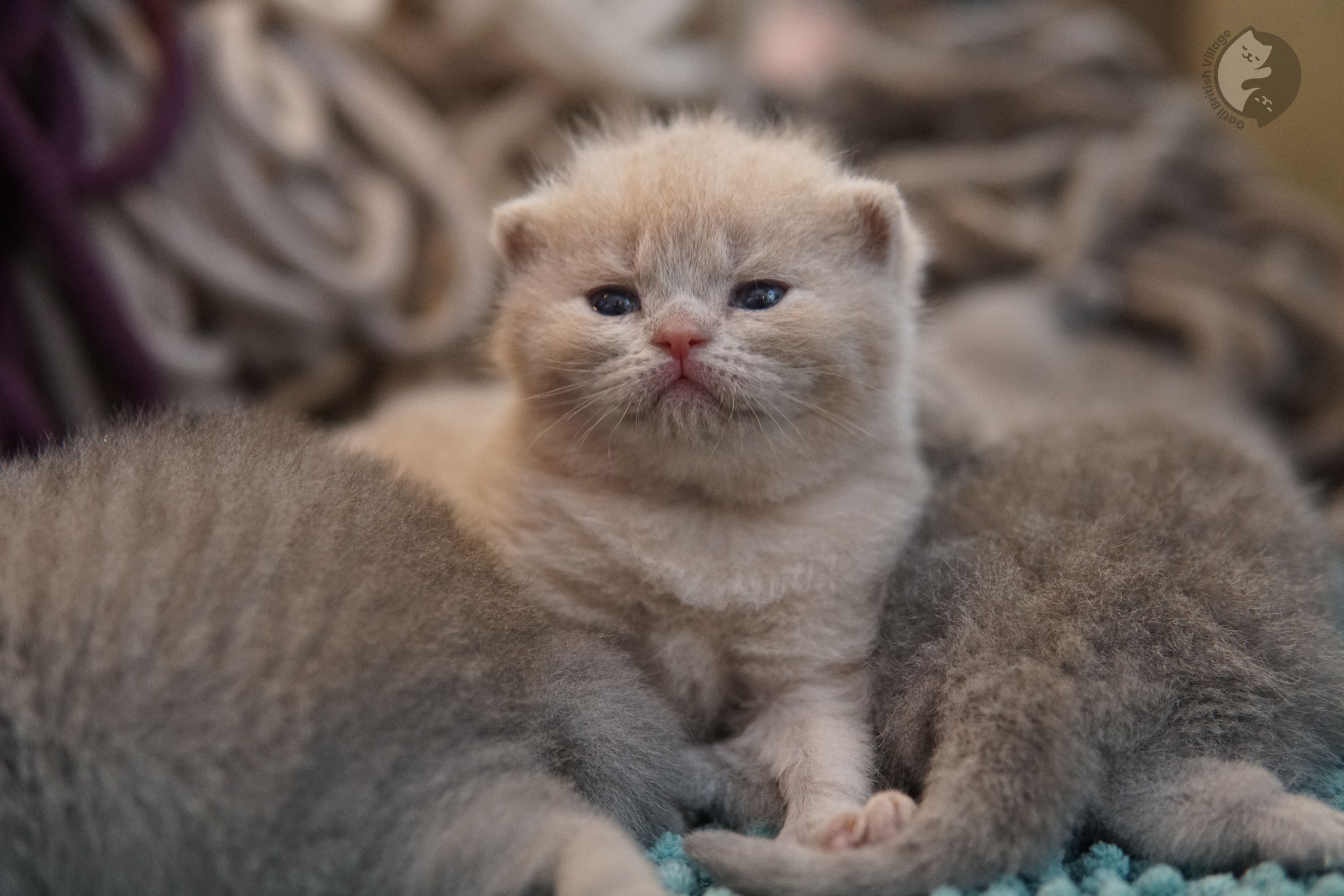 Cachorros recién nacidos de British Shorthair - foto 12