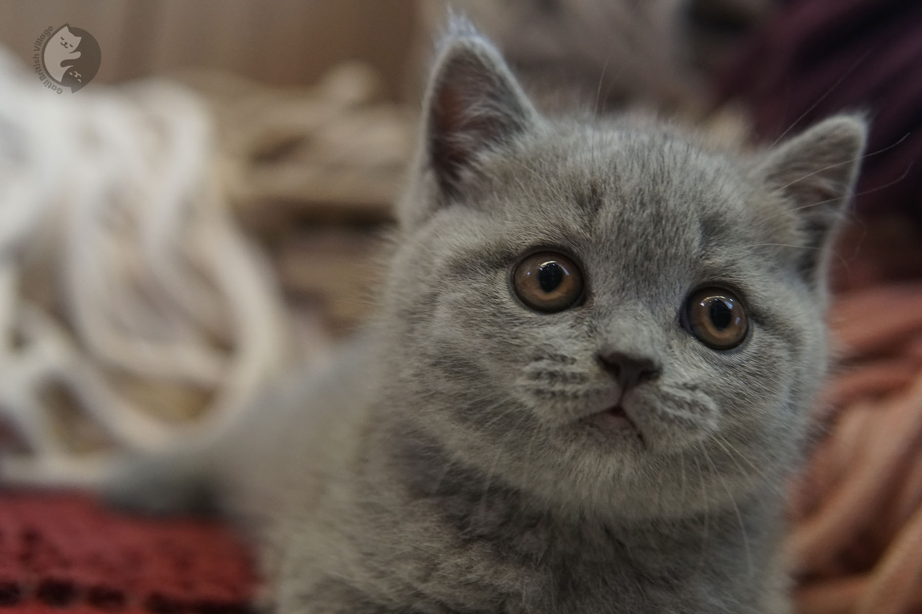 Gatito adorable de la raza British Shorthair - foto 24