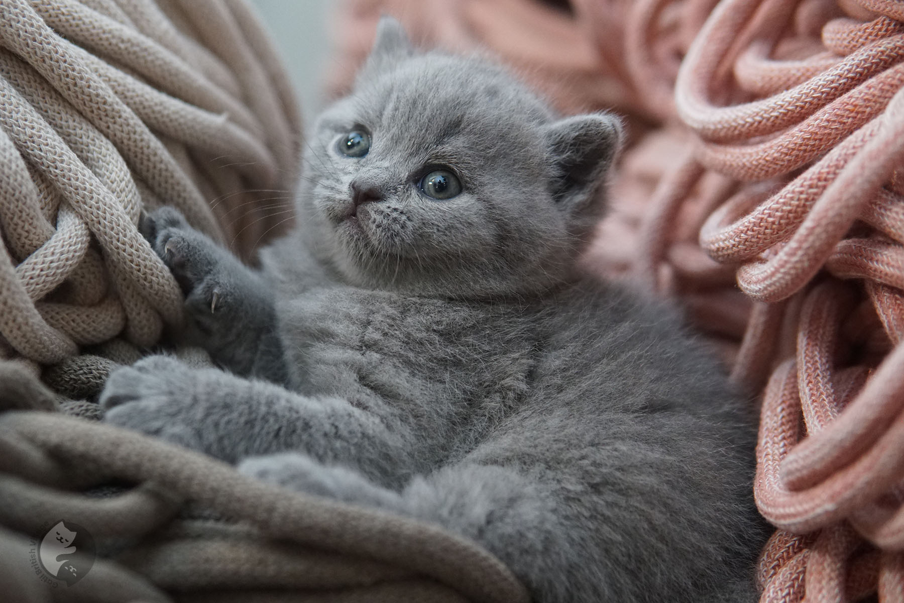 Gatito en brazos British Shorthair - foto 26