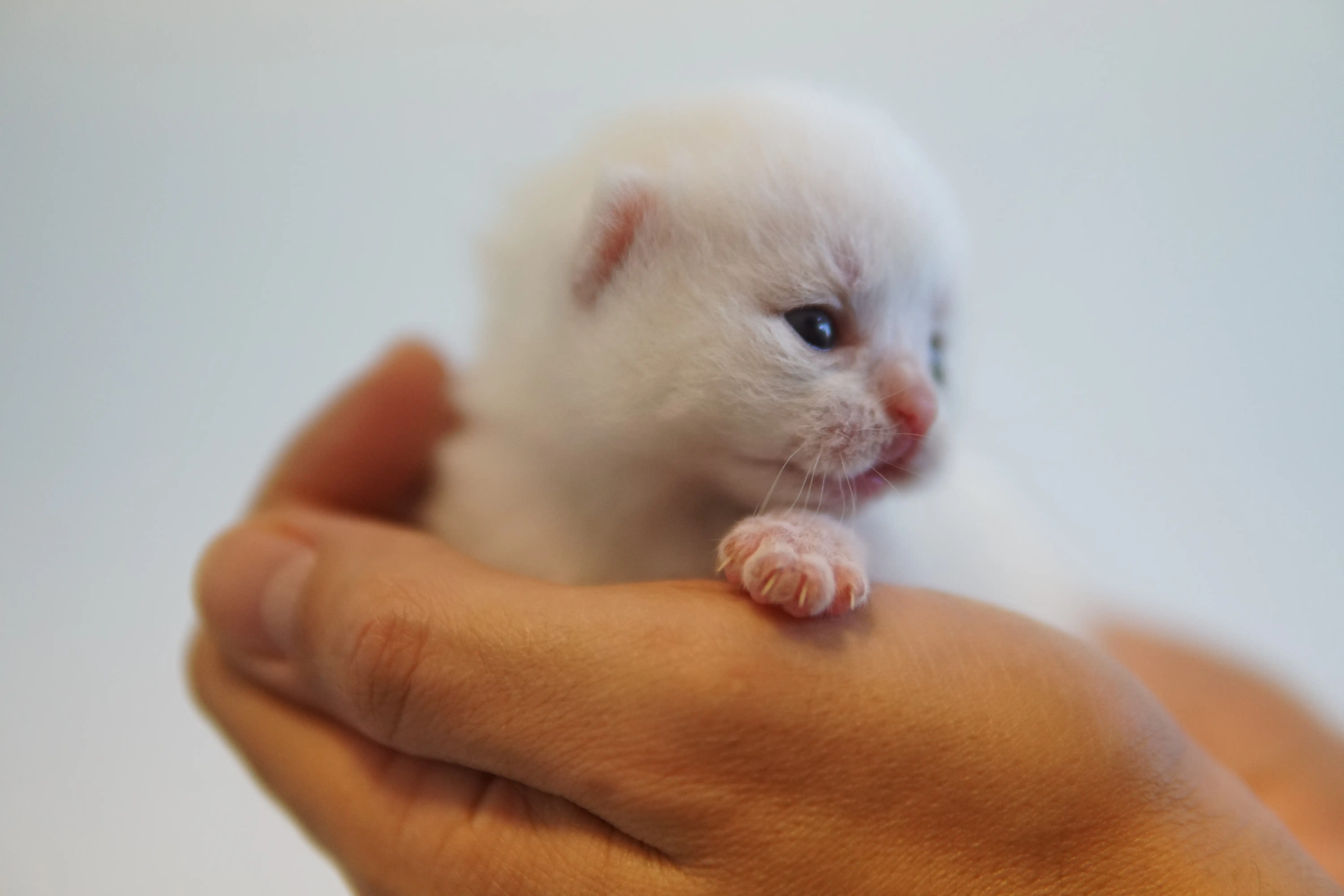 Gatito observando con serenidad