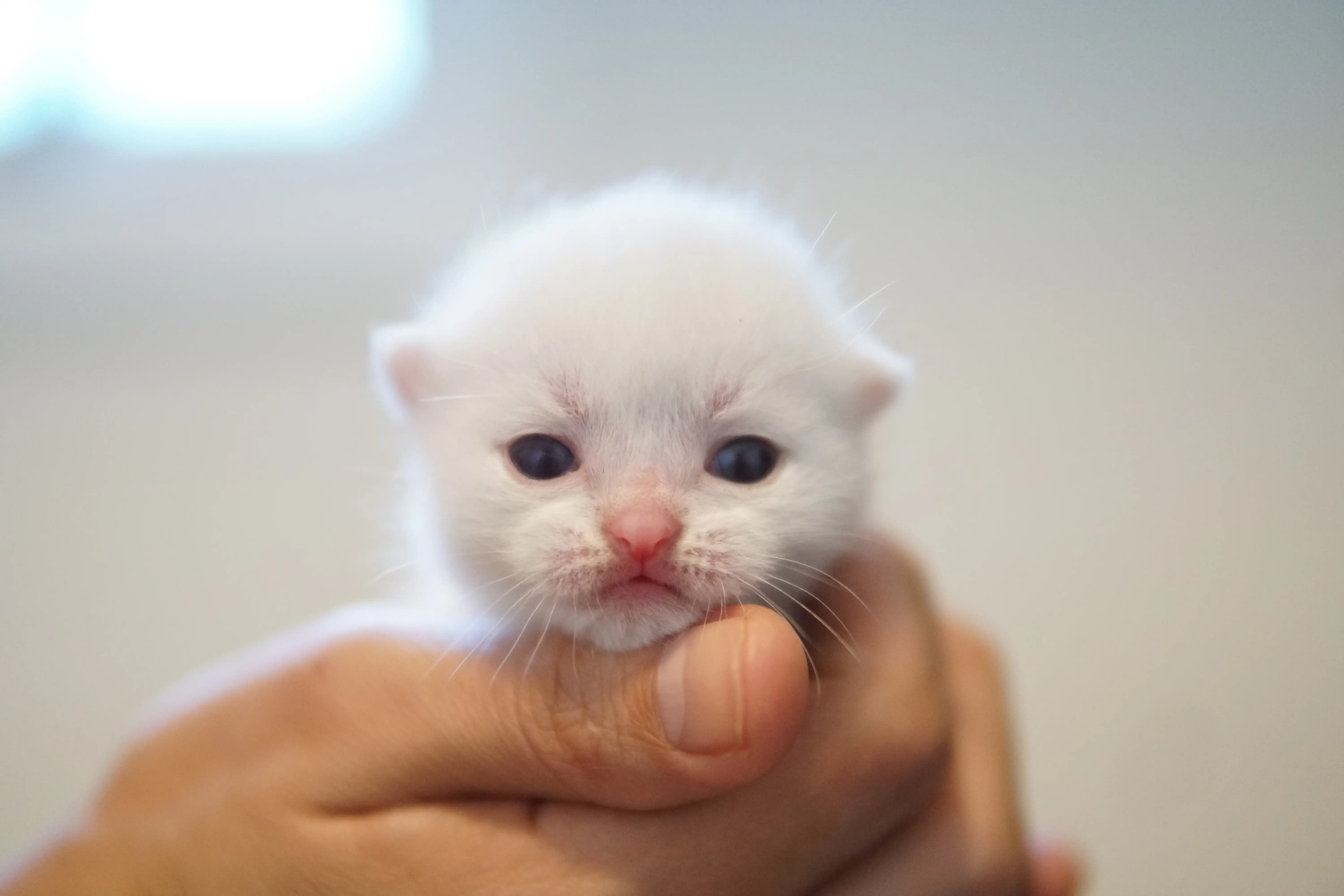 Gatito jugando al lado del juguete naranja