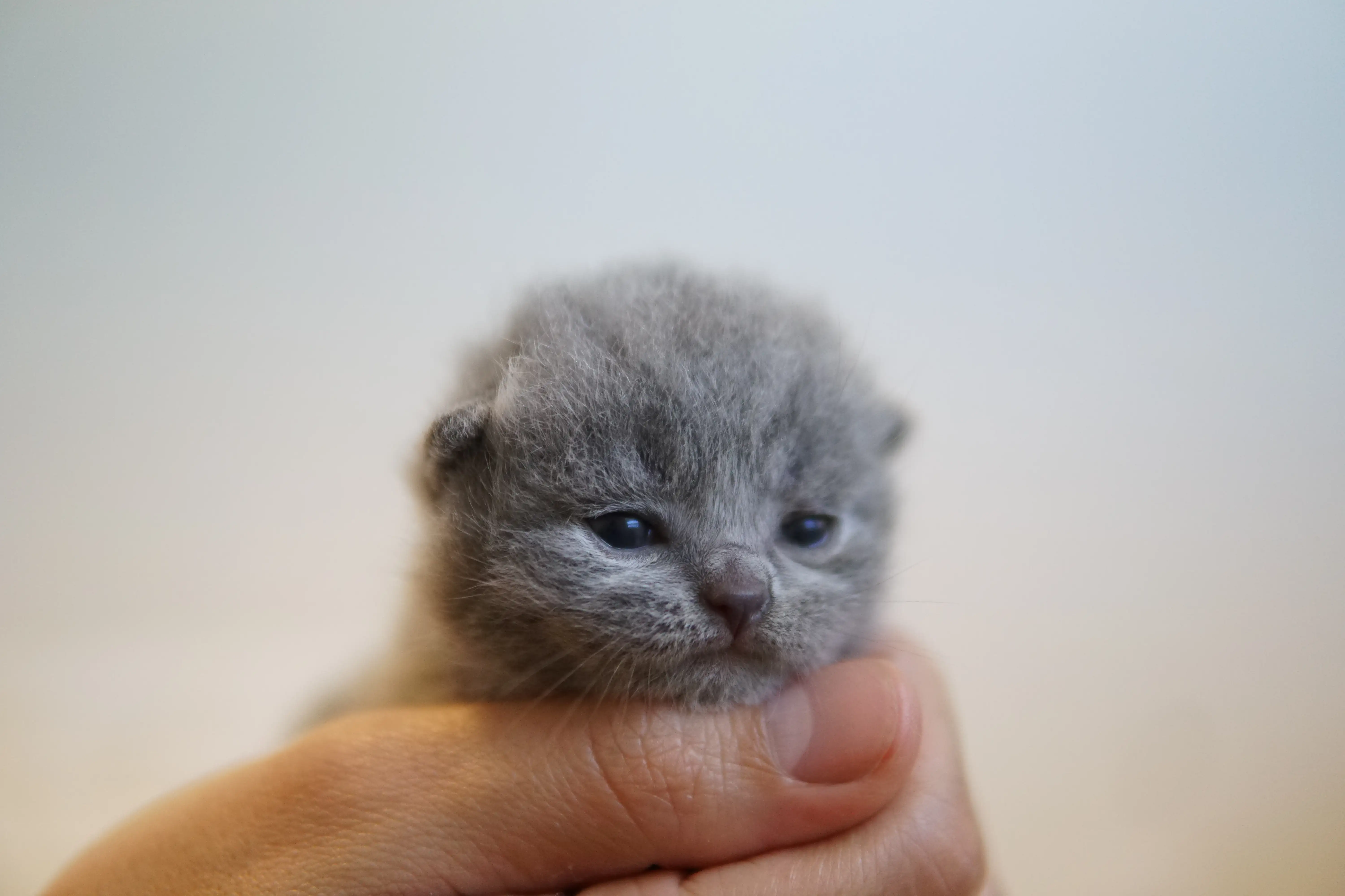 Gatito acostado cómodamente en el cojín