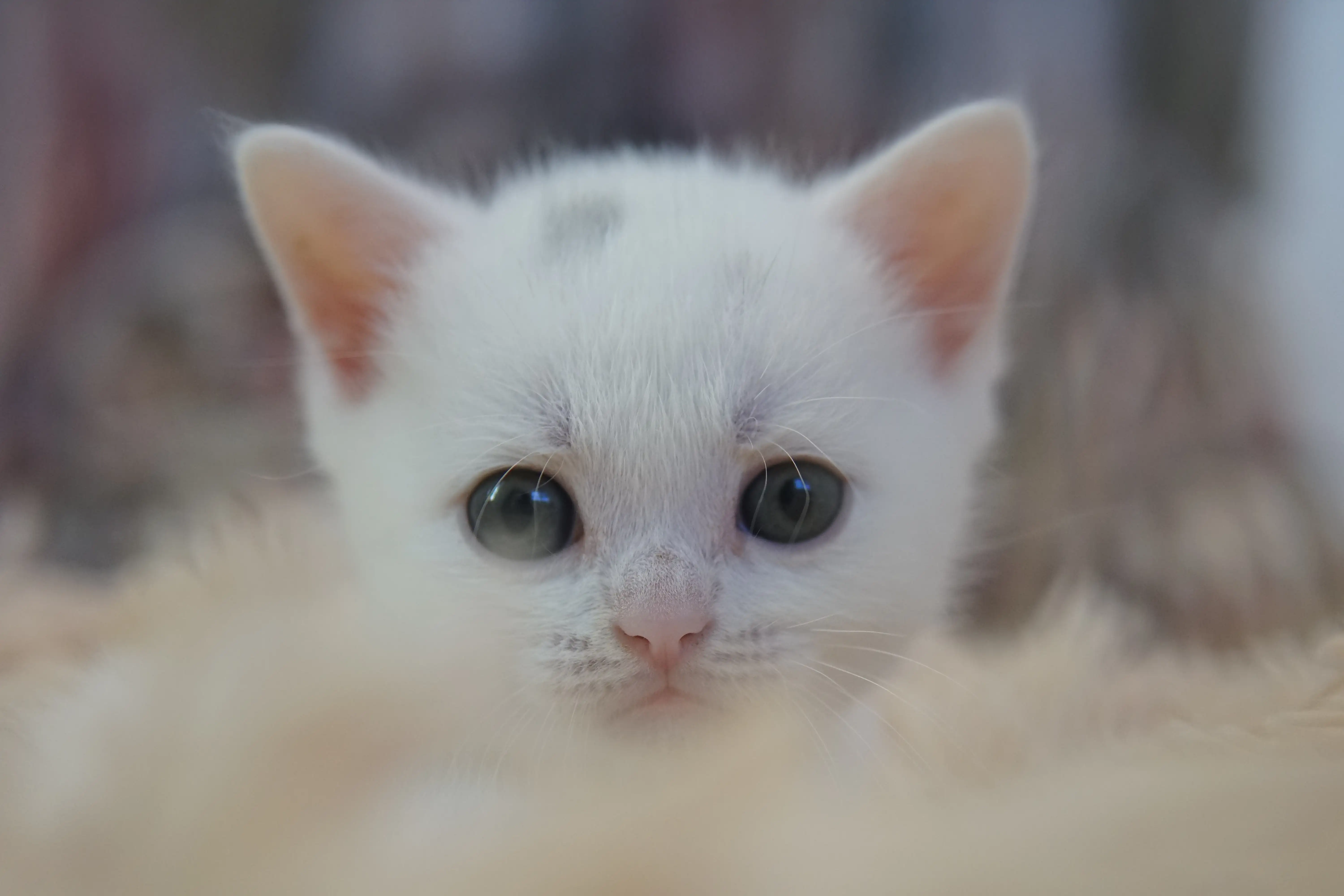 Gatito jugando cerca del rascador