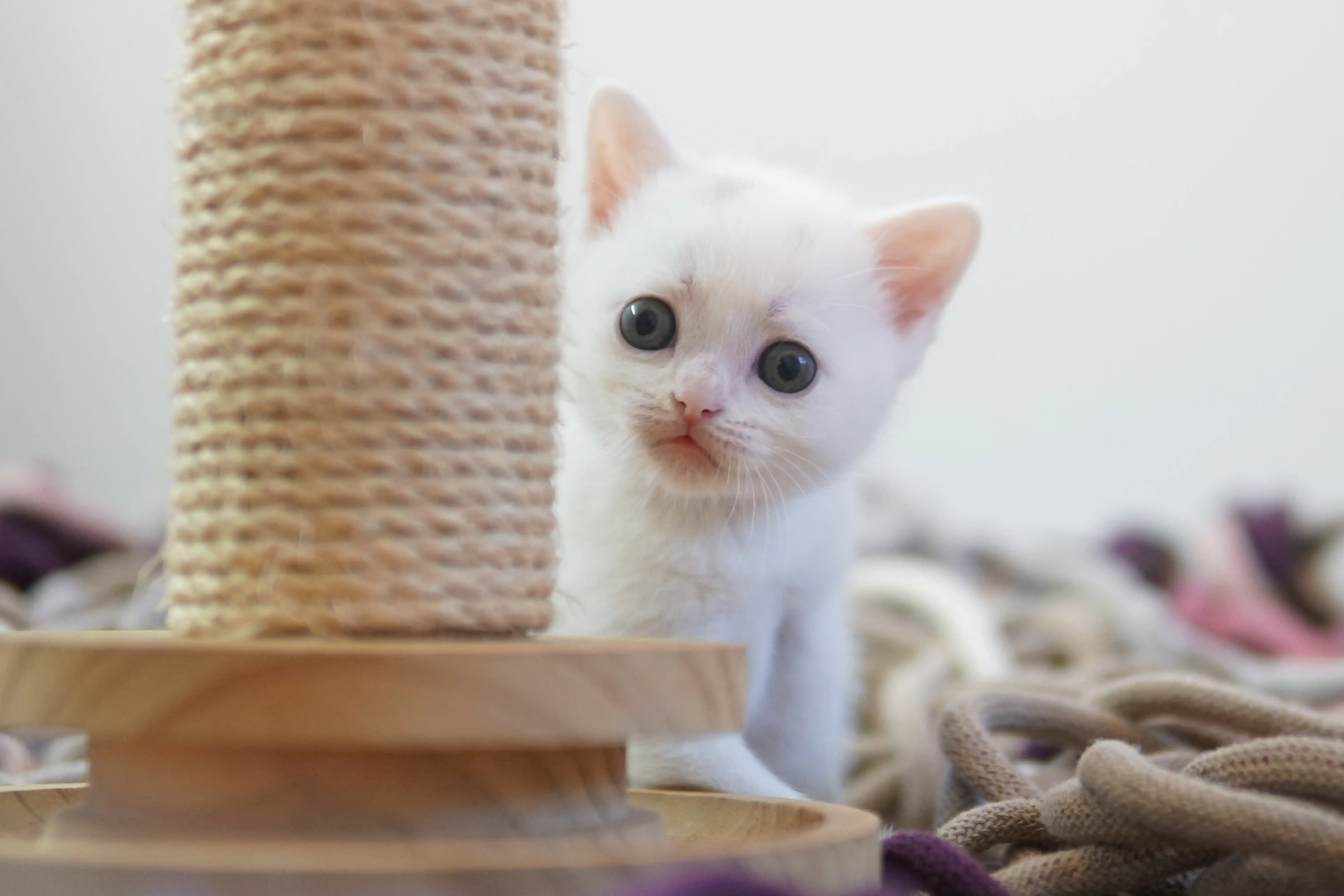 Gatito cerca del cojín esponjoso