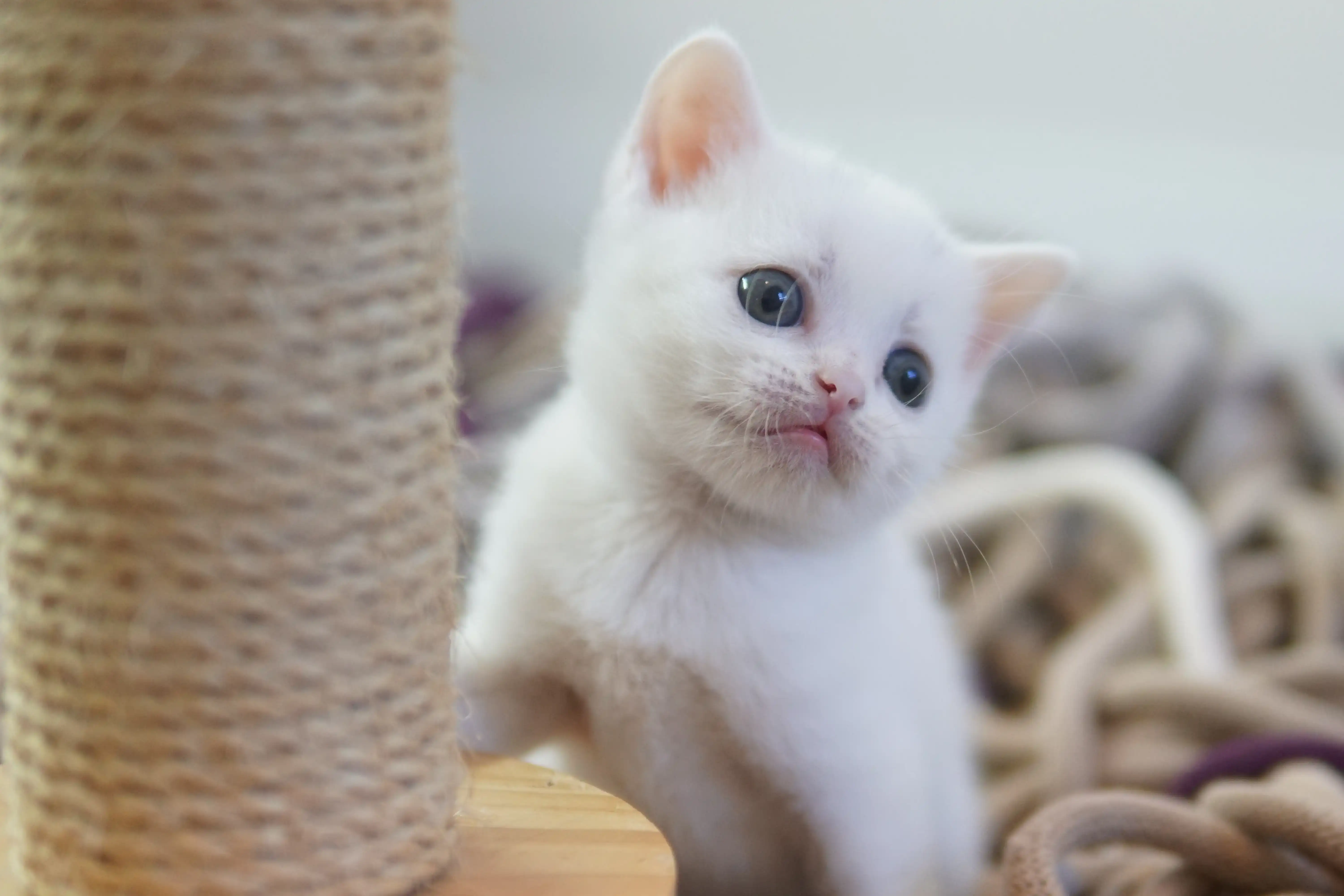 Gatito mostrando toda su ternura
