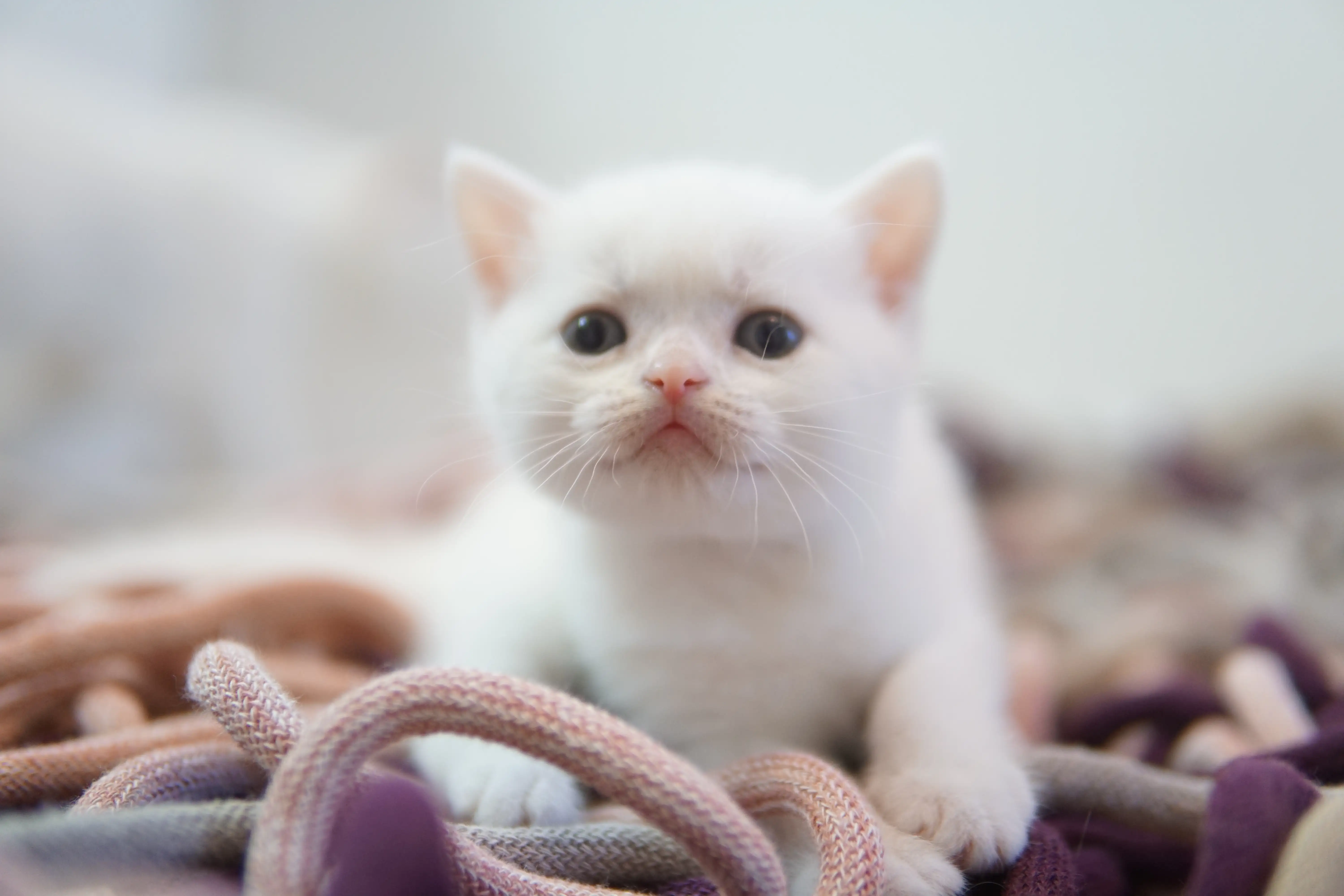 Gatito subiendo al rascador con agilidad